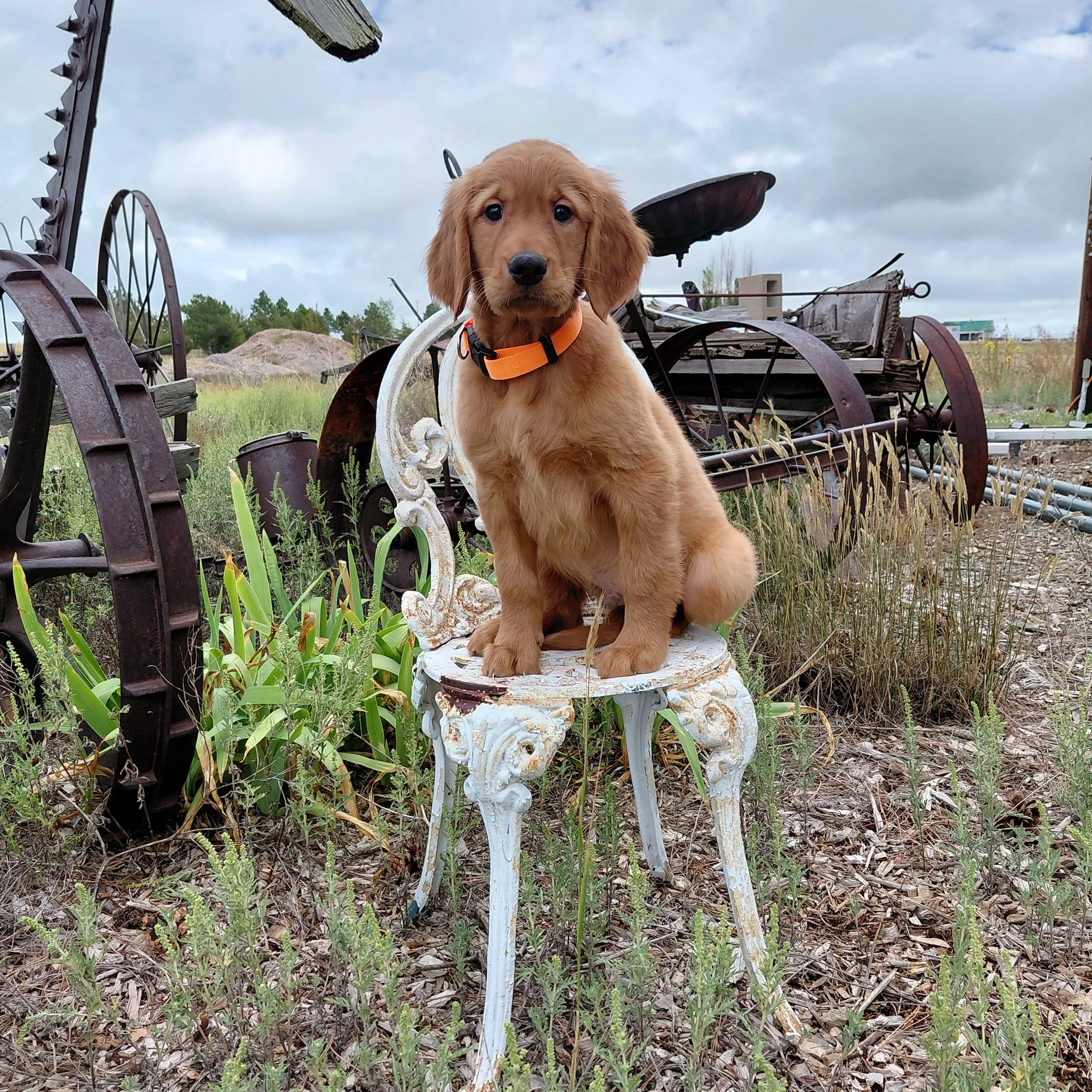 Sokka the 9 week old Golden Retriever puppy sits on a white metal antique chair with antique farm equipment behind him.