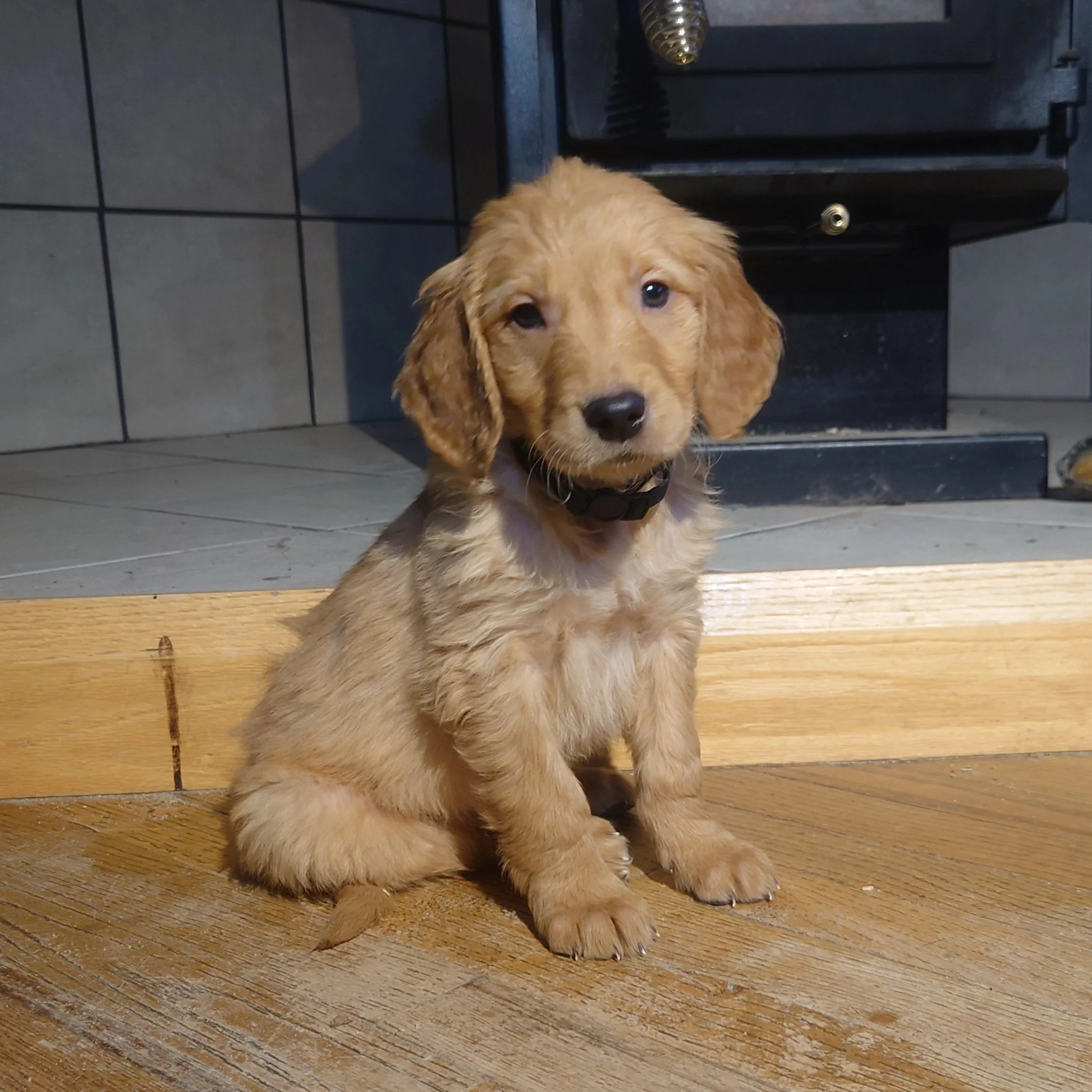 Tracker the 7 week old Golden Retriever puppy sits on a wooden floor in front of a wood fireplace.