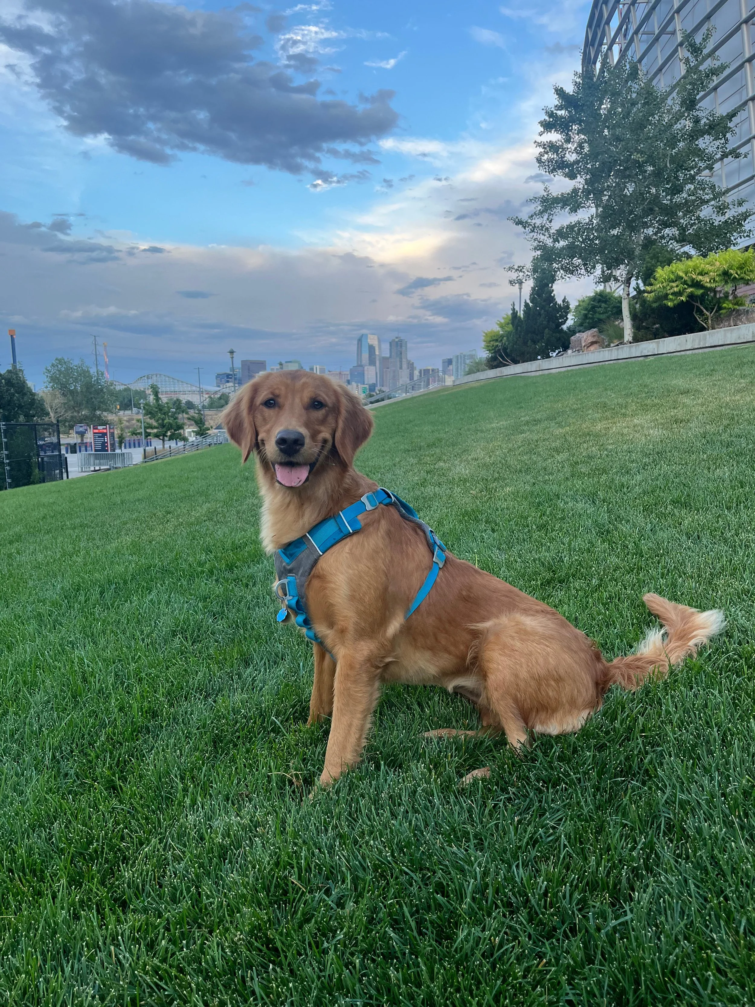 Birdie the golden retriever sits in the grass with the blue sky behind her.