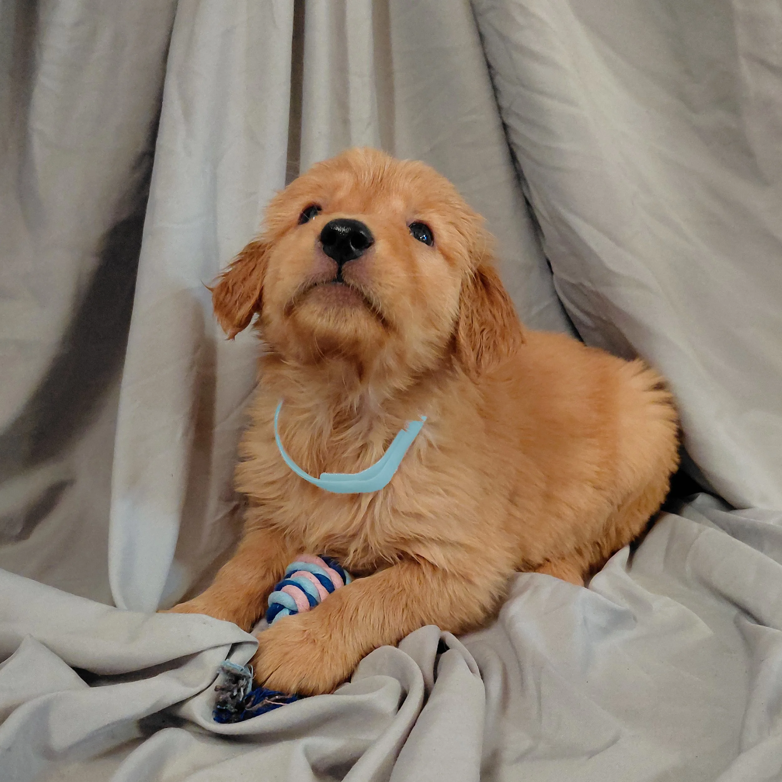 Everest the 5 week old Golden Retriever puppy looks up from playing with her rope toy.