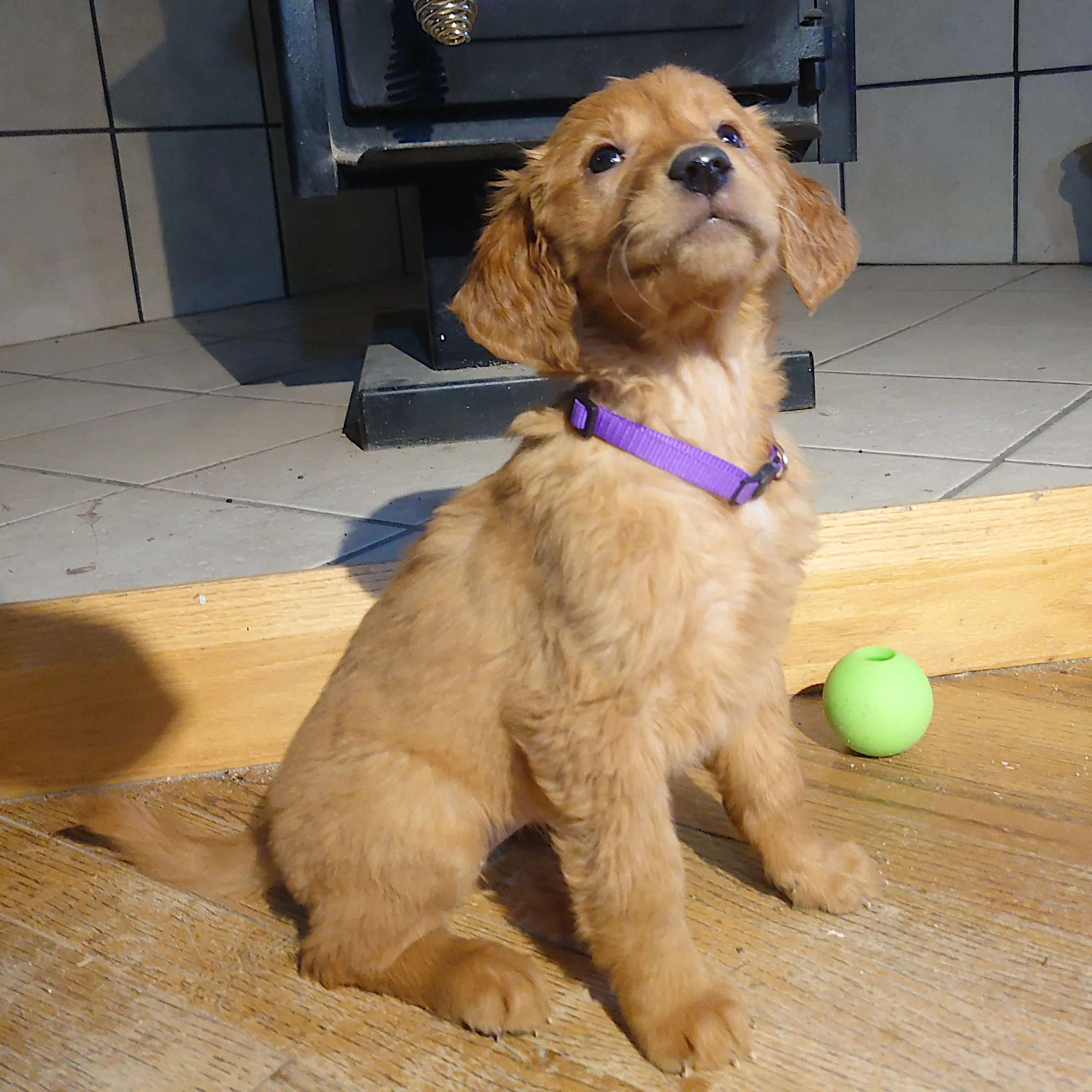 Roxie the 7 week old Golden Retriever puppy sits on a wooden floor in front of a wood fireplace.