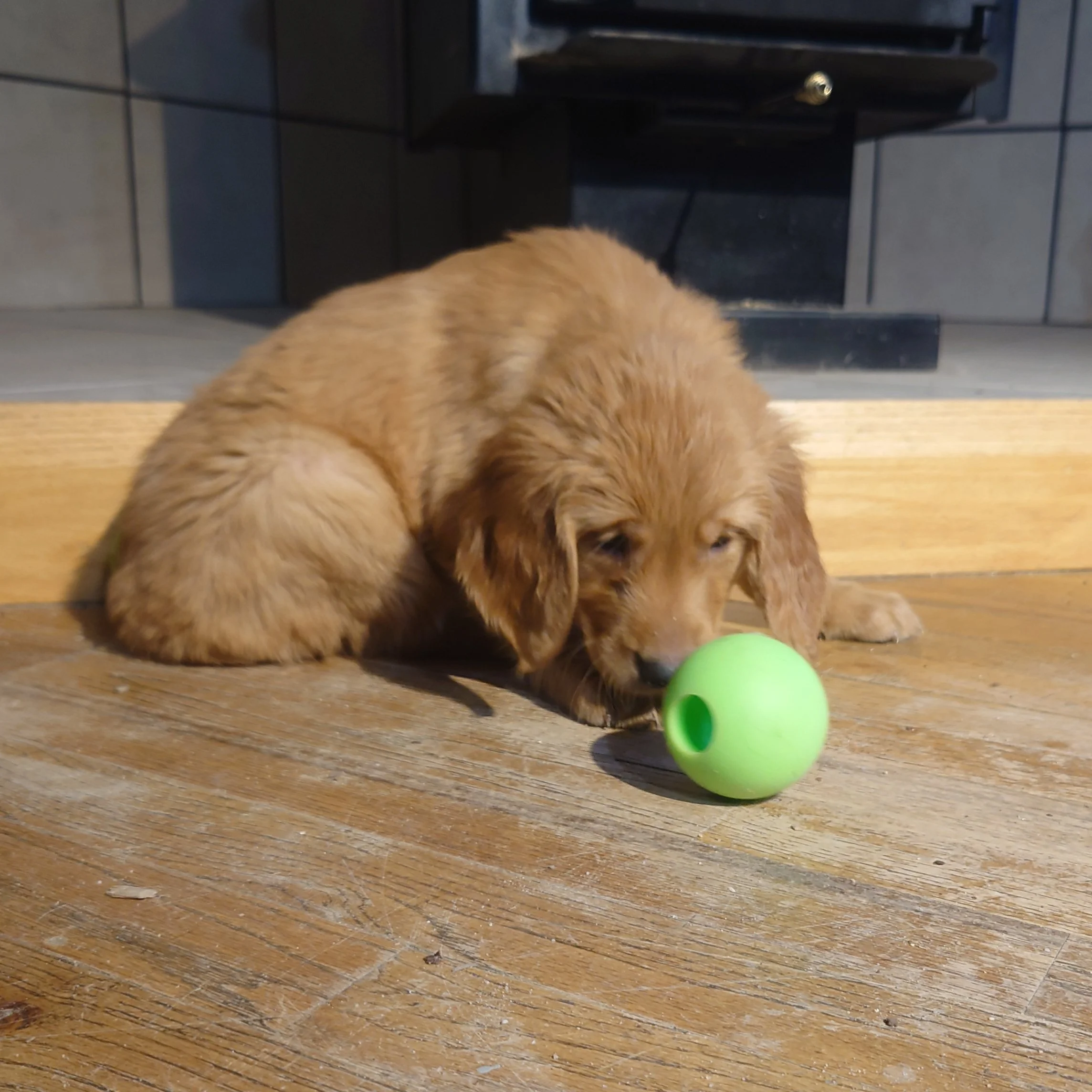 Liberty the 7 week old Golden Retriever puppy plays with a ball on a wooden floor in front of a wood fireplace.