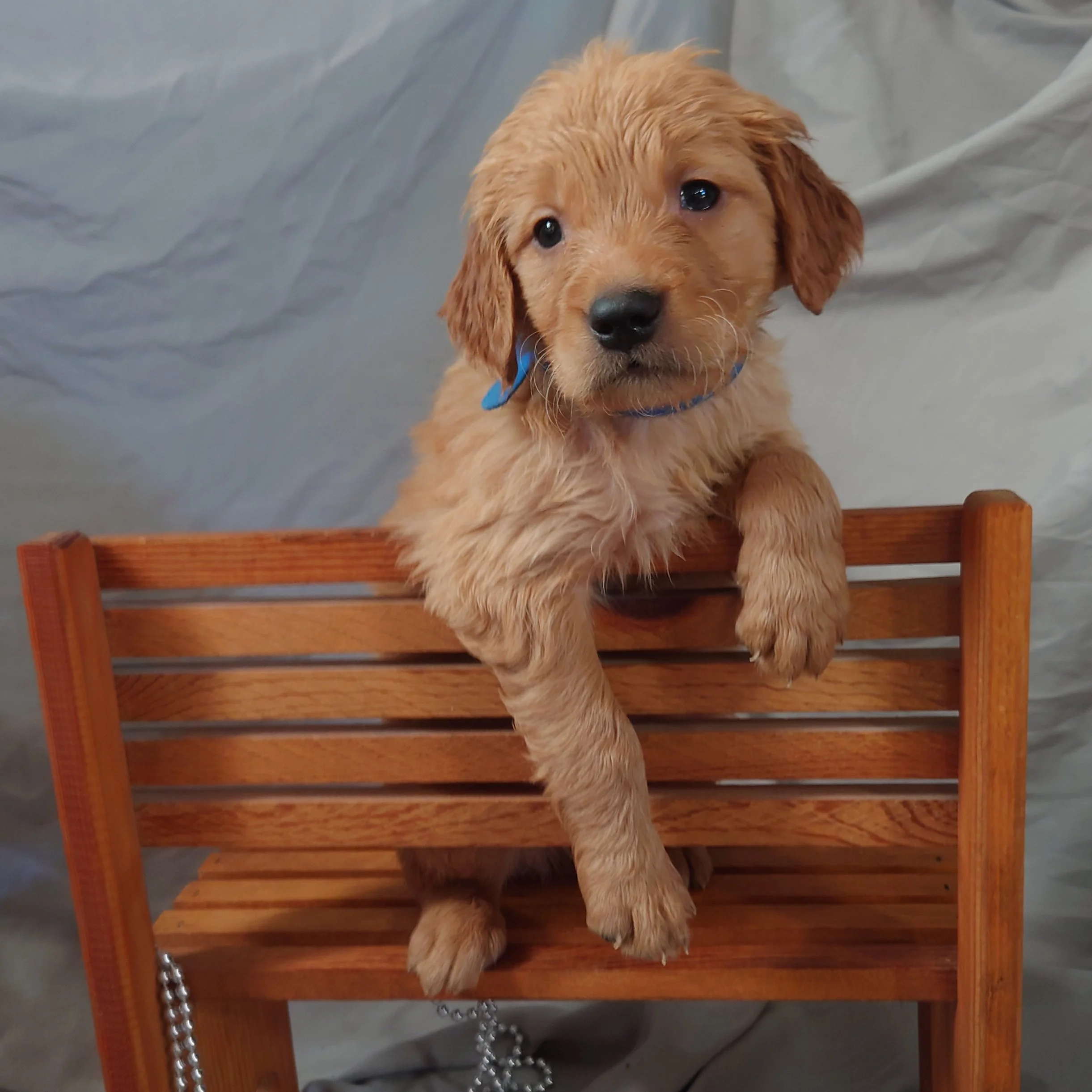 Chase the 5 week old Golden Retriever poses on a wooden bench.