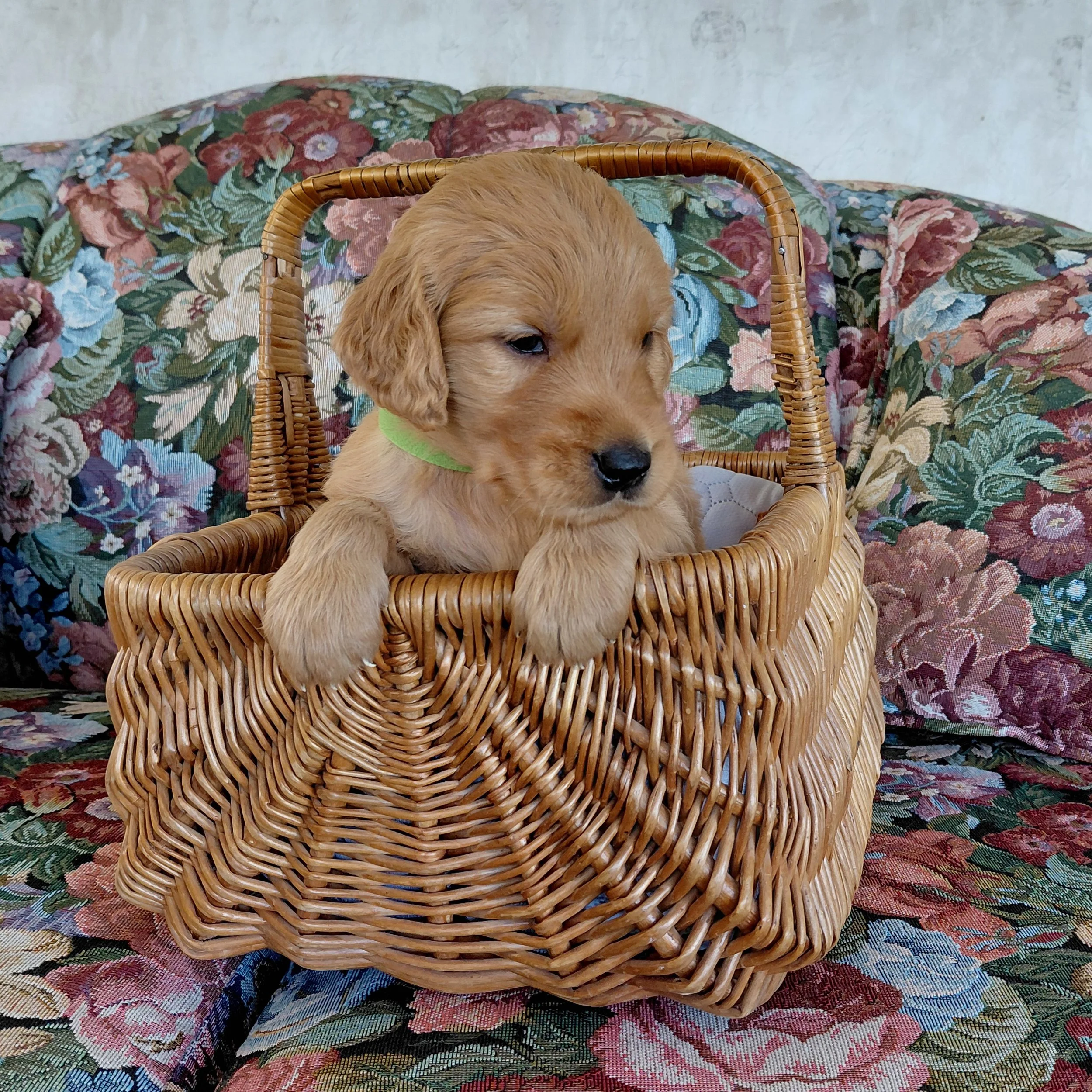 Iroh, the 4 week old Golden Retriever puppy sits in a basket on a floral couch with a green collar.