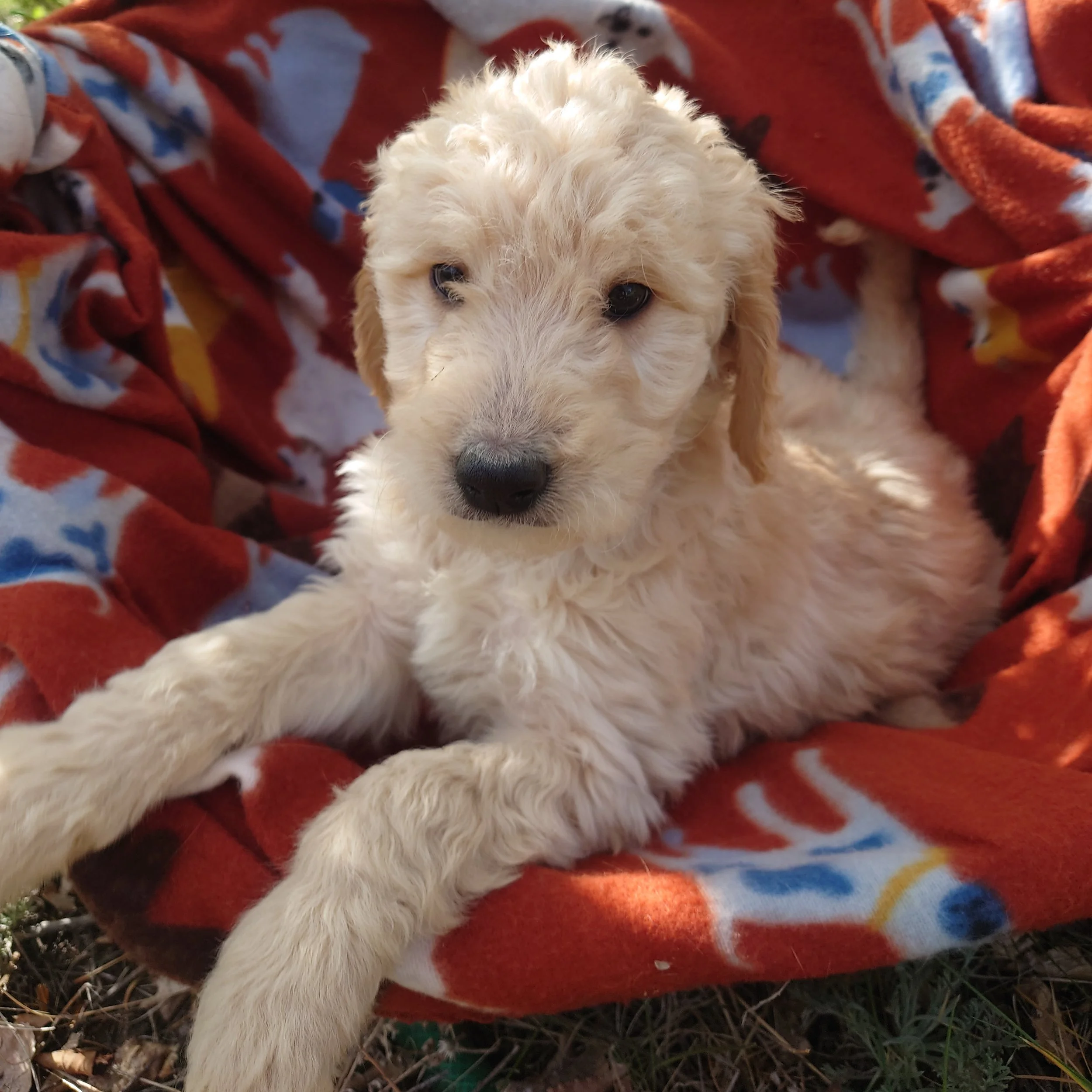 7 week old Lumas the F1 Goldendoodle puppy sits paws on the edge of a basket with a fleece blanket. Behind her a painted Colorado flags on a flower shape.