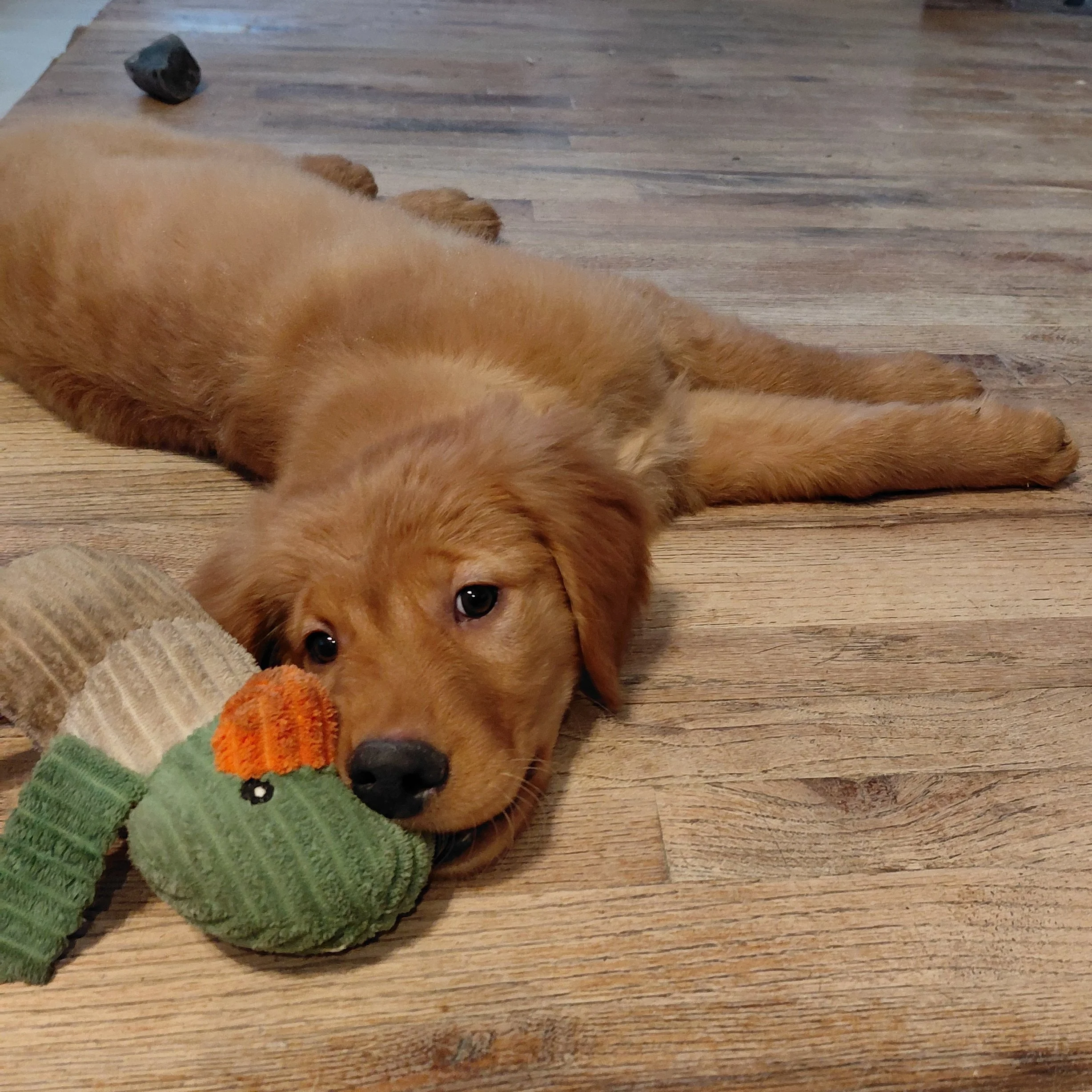 Rubble the 12 week old Golden Retriever puppy plays with a stuffed duck toy on a wooden floor.