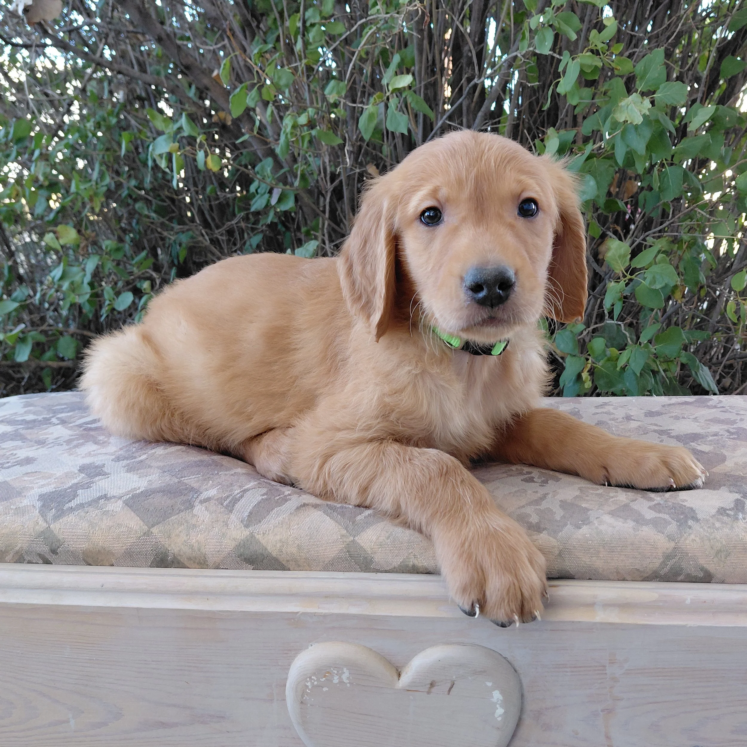 Iroh, the 7 week old Golden Retriever puppy is on a bench in front of a lilac bush.