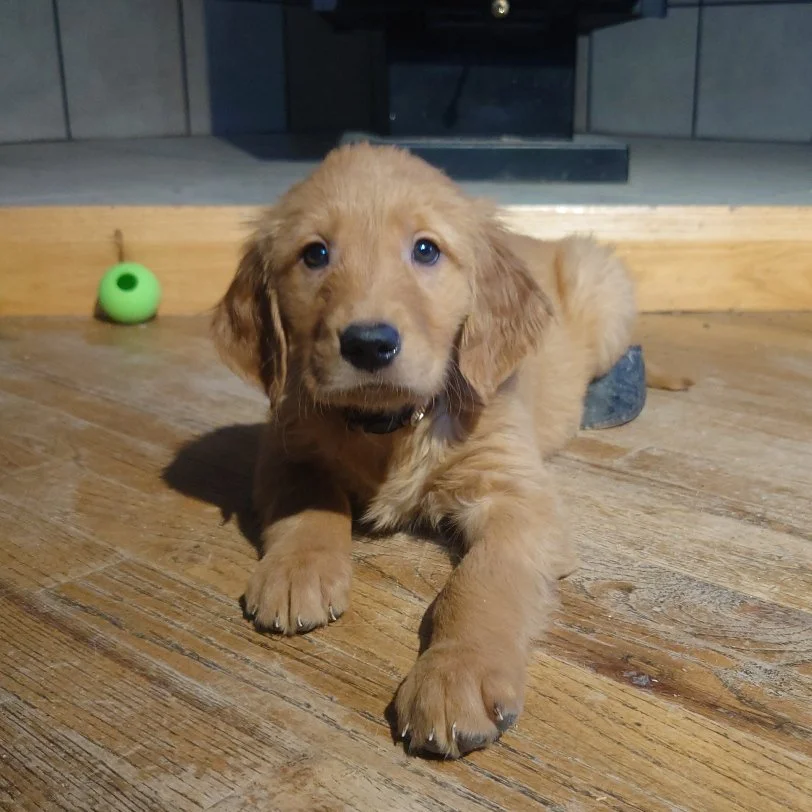 Liberty the 7 week old Golden Retriever puppy lays on a wooden floor in front of a wood fireplace.
