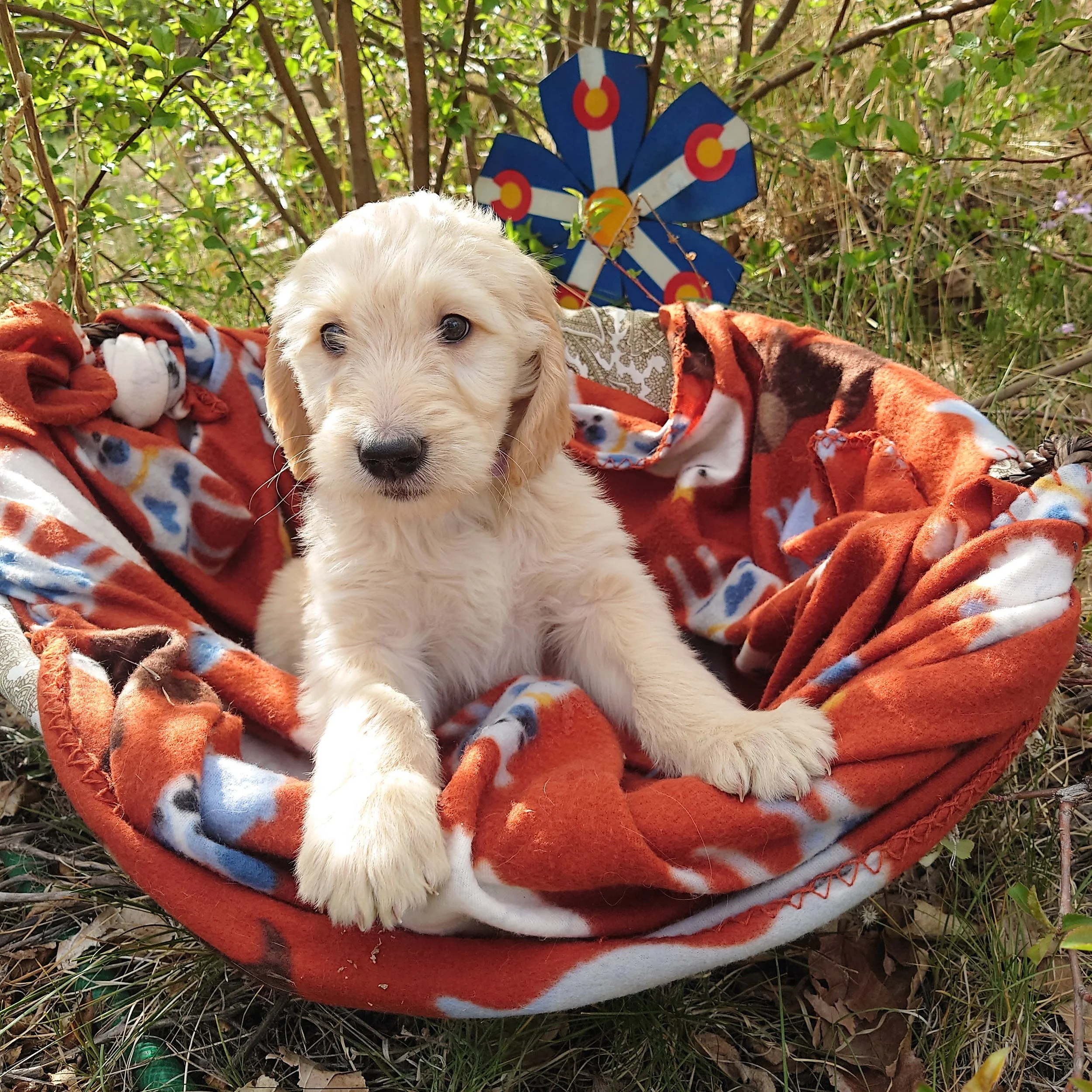 7 week old Rosalina the F1 Goldendoodle puppy sits paws on the edge of a basket with a fleece blanket. Behind her a painted Colorado flags on a flower shape.