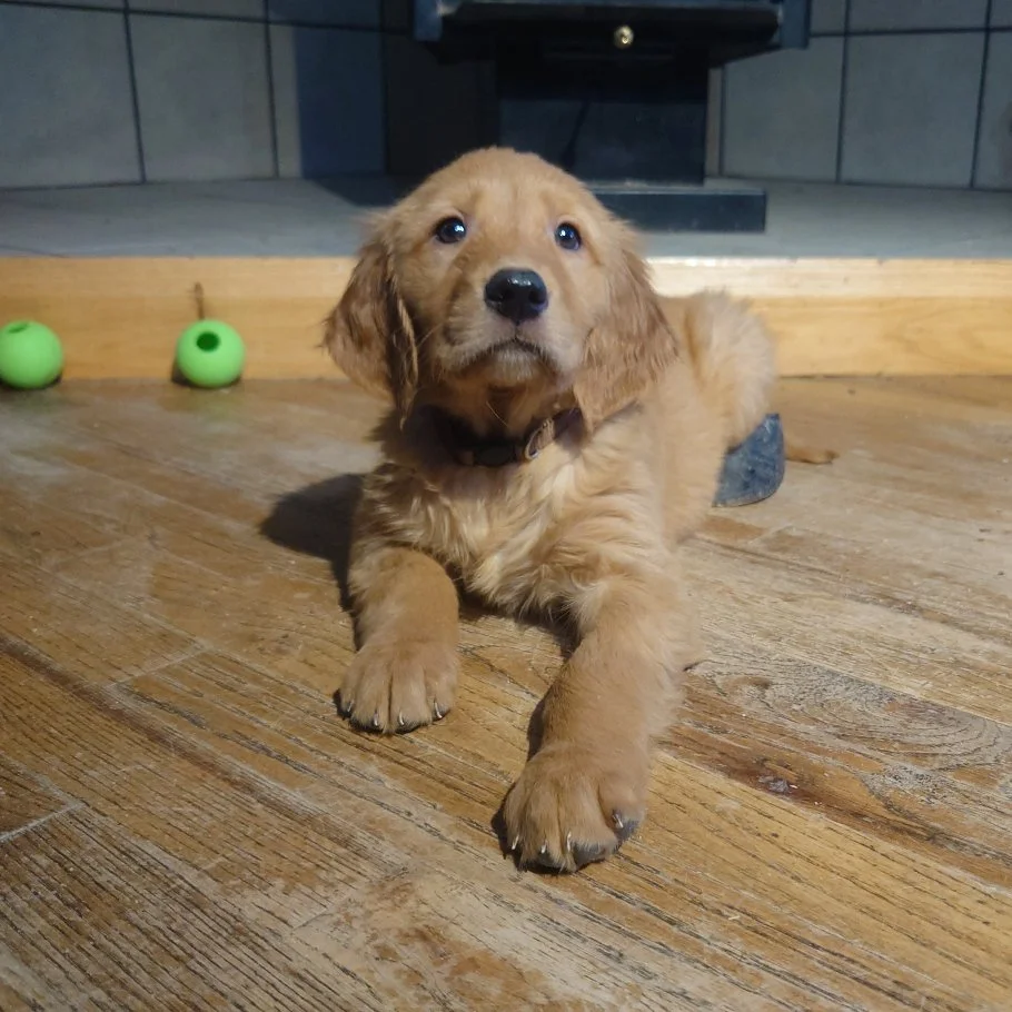 Liberty the 7 week old Golden Retriever puppy lays on a wooden floor in front of a wood fireplace.
