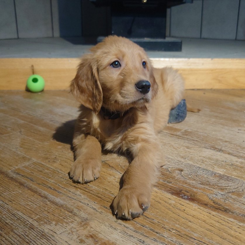 Liberty the 7 week old Golden Retriever puppy lays on a wooden floor in front of a wood fireplace.