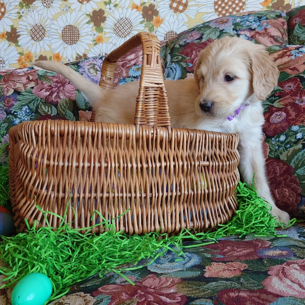Rosalina the 5 week old F1 Goldendoodle puppy steps out of a basket surrounded by colorful Easter Eggs.