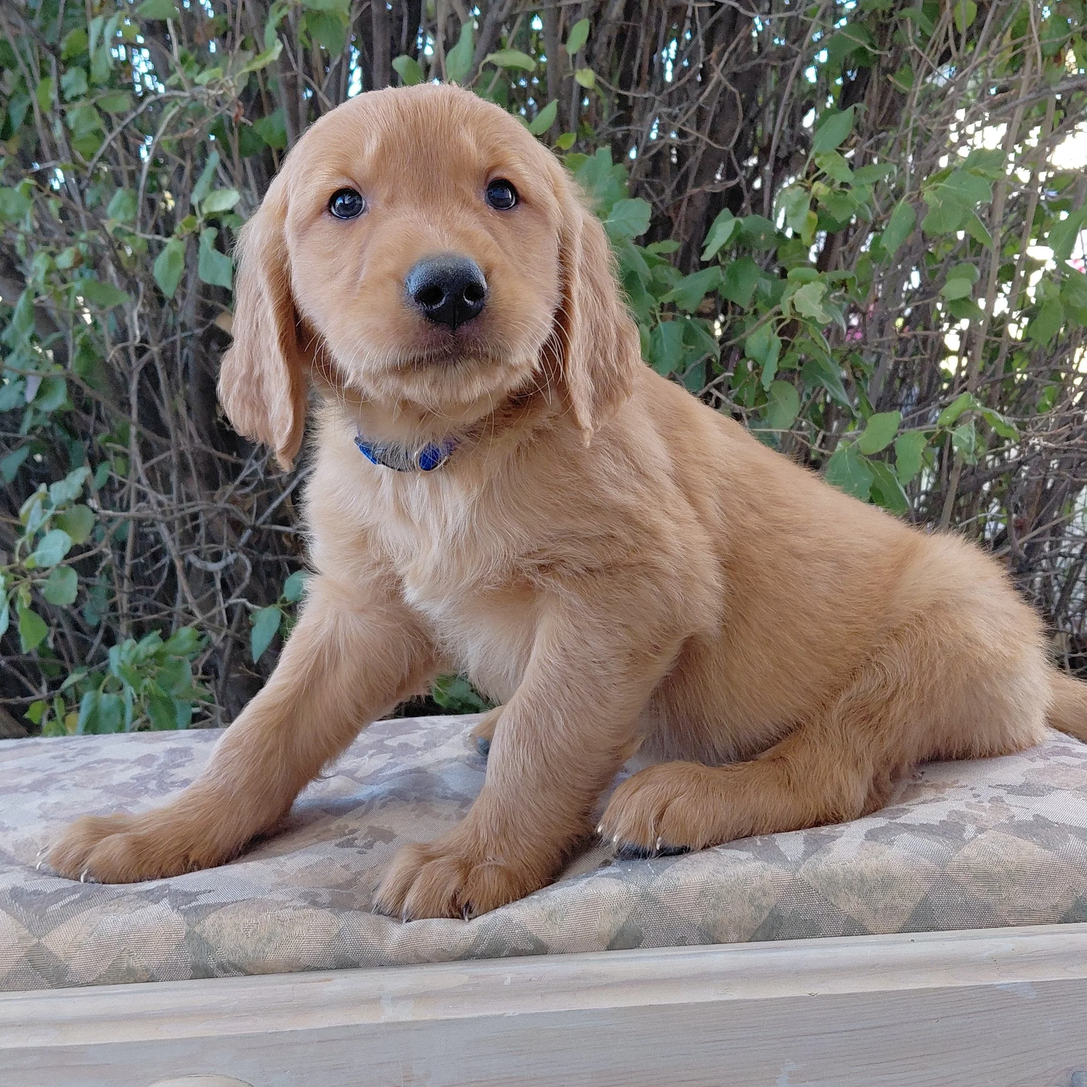 Appa, the 7 week old Golden Retriever puppy is on a bench in front of a lilac bush.