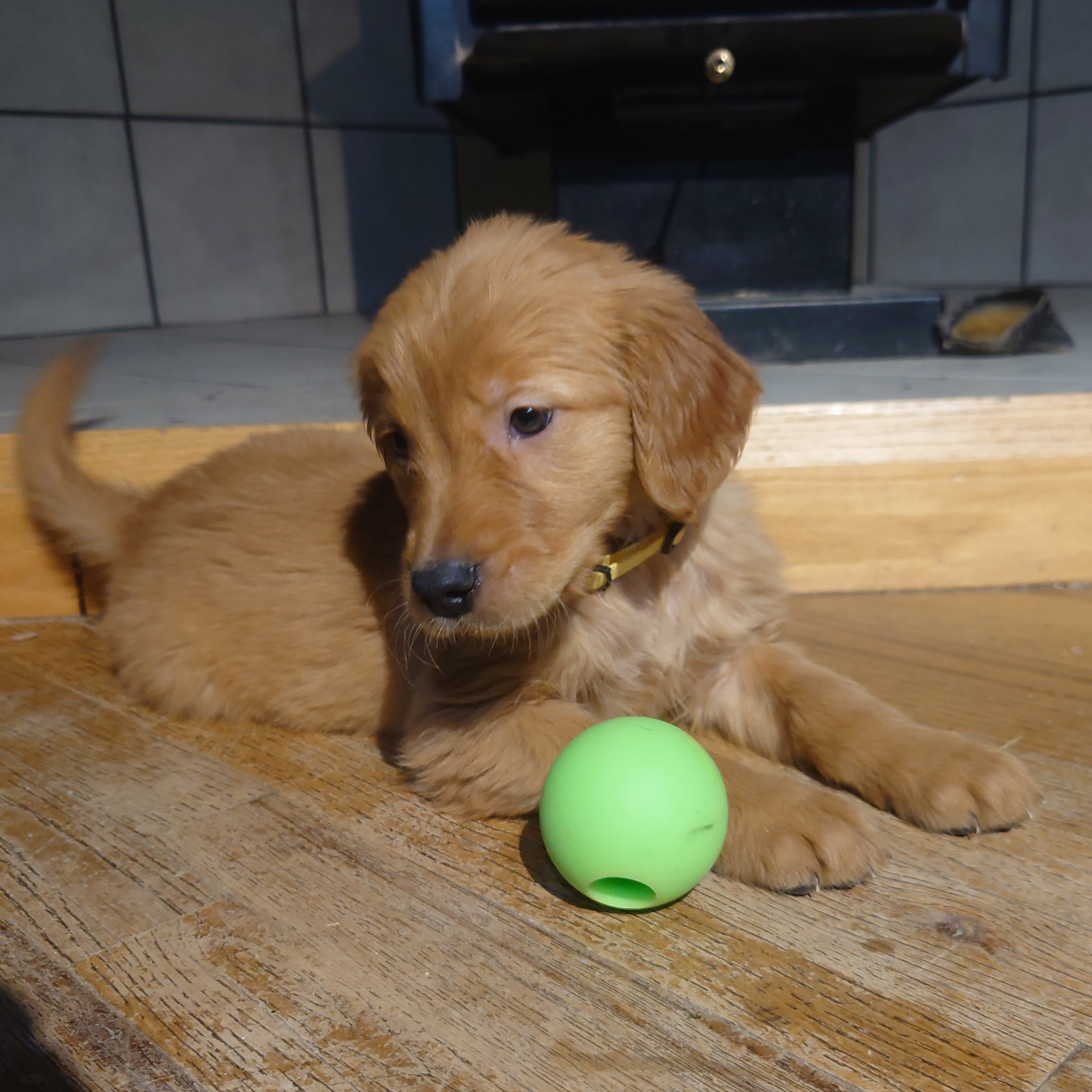 Rubble the 7 week old Golden Retriever puppy plays with a ball on a wooden floor in front of a wood fireplace.