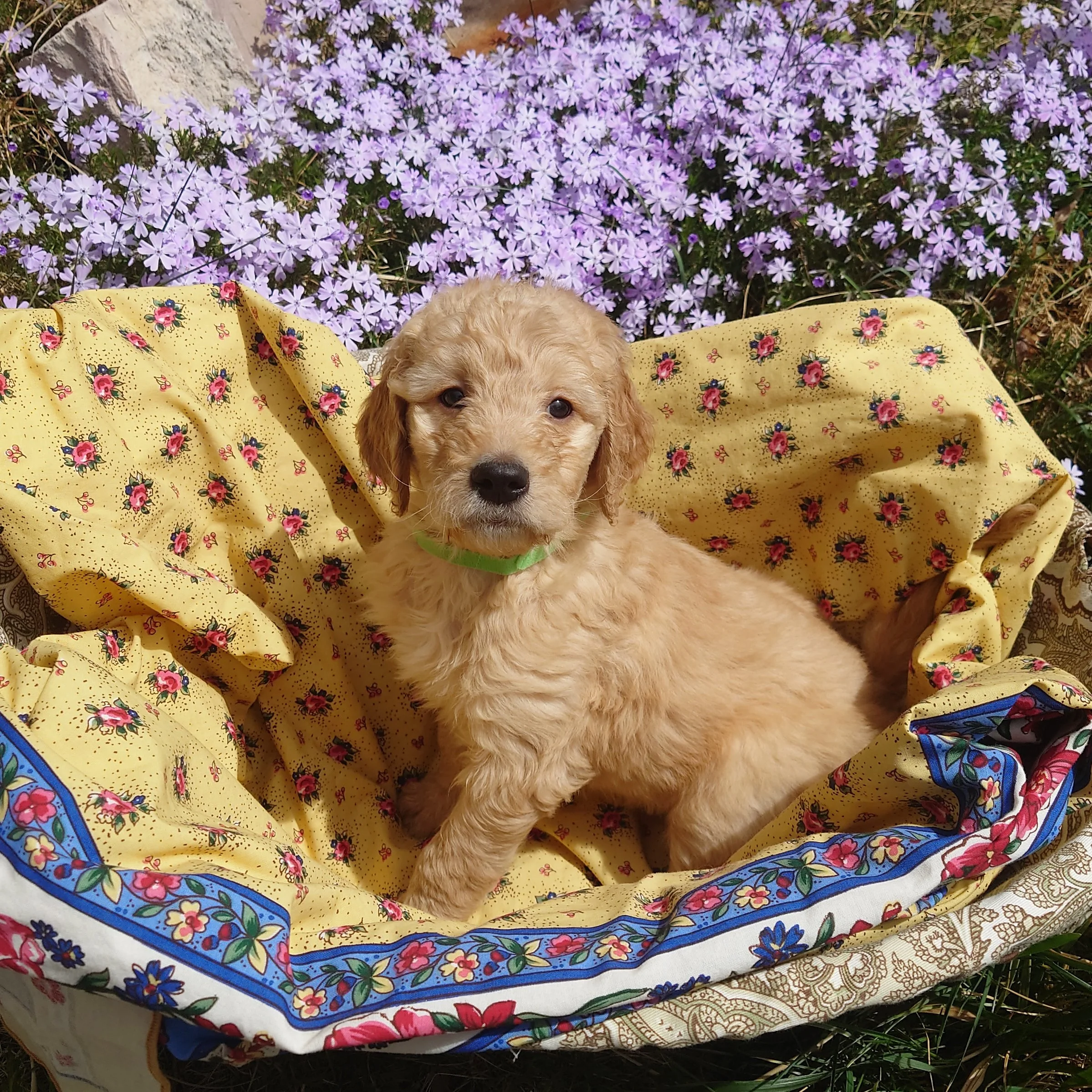 Bowser the 6 week old F1 Goldendoodle puppy sits politely in a basket surrounded by purple phlox flowers.