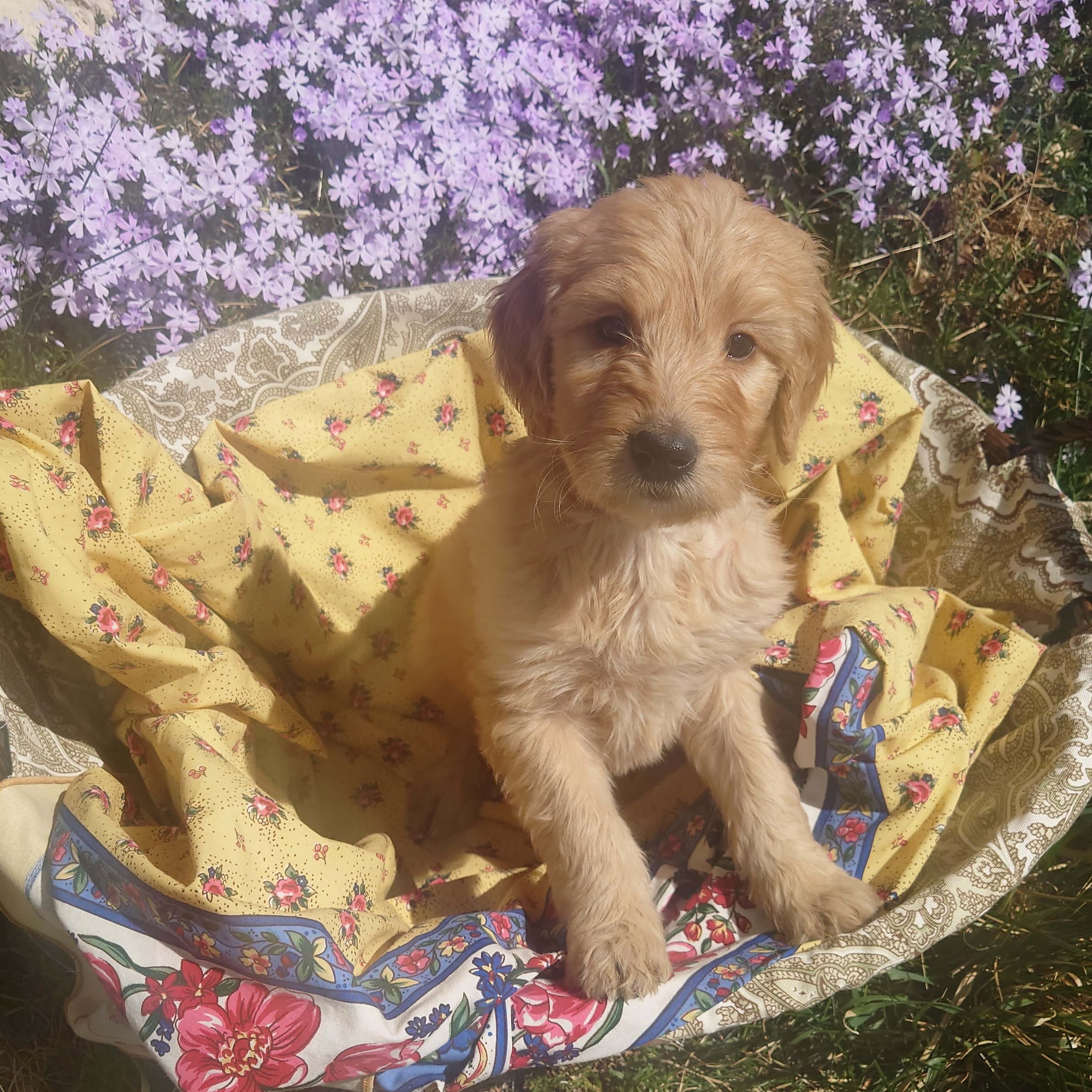 Daisy the 6 week old F1 Goldendoodle puppy sits politely in a basket surrounded by purple phlox flowers.