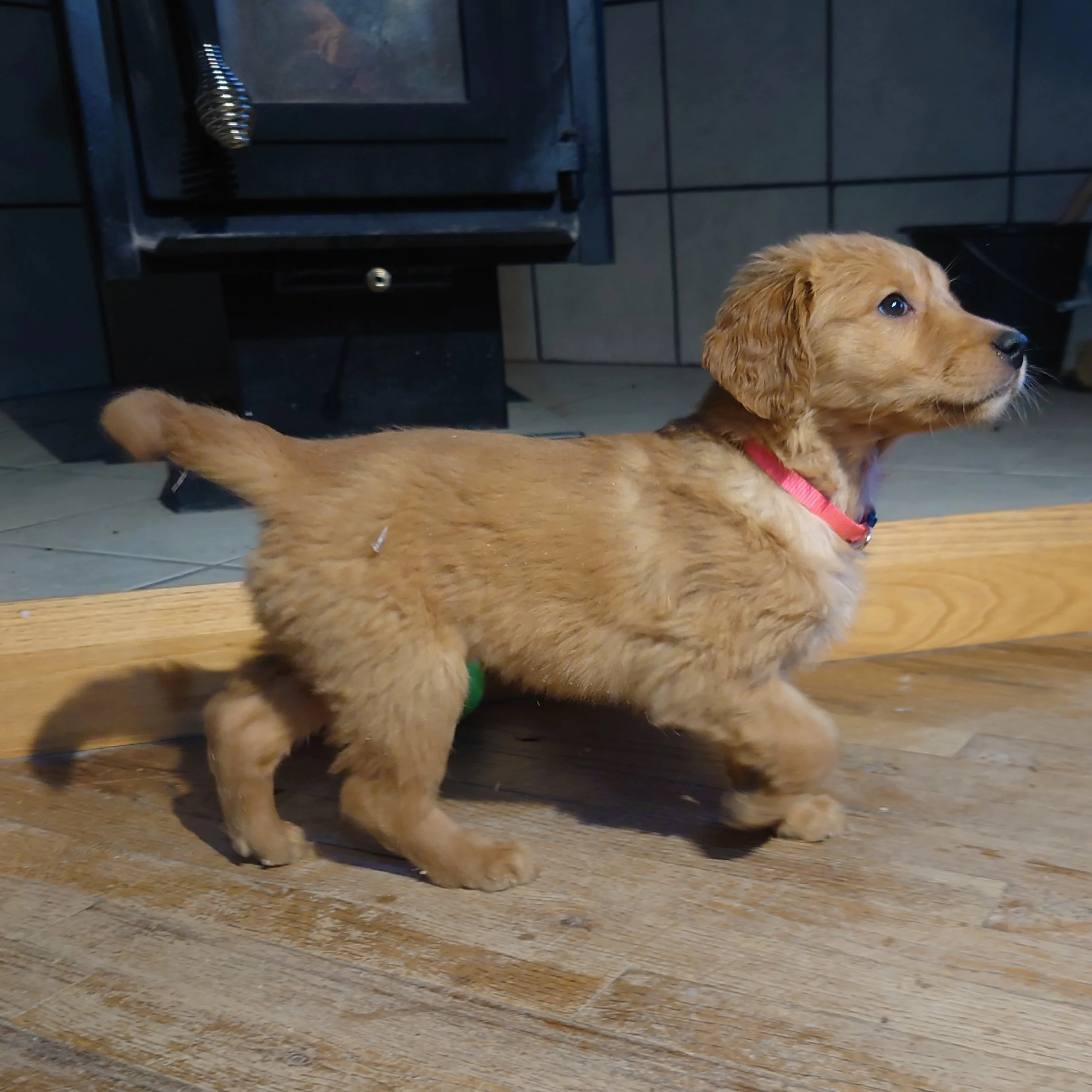 Rubble the 7 week old Golden Retriever puppy stands at attention on a wooden floor in front of a wood fireplace.