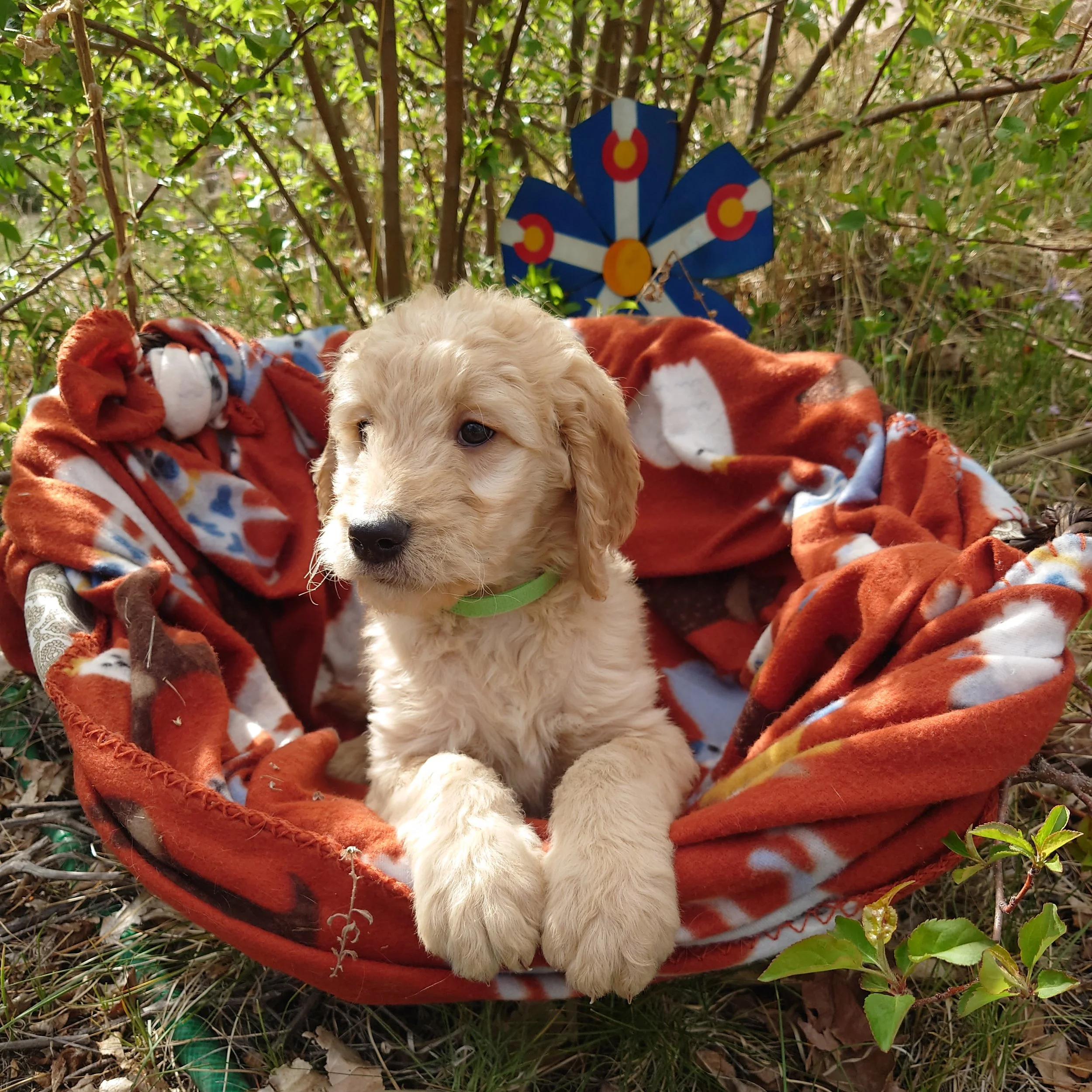 Bowser the 7 week old Goldendoodle sits in a basket outside. Young trees and a painted wooded flower made of Colorado flags are behind him.