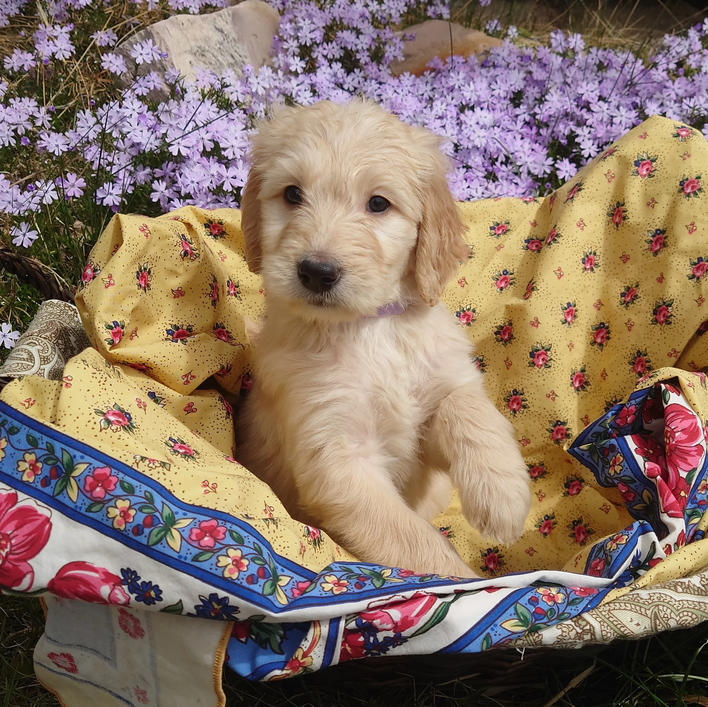 Rosalina the 6 week old F1 Goldendoodle puppy sits with her paw on the edge of a basket surrounded by purple phlox flowers.