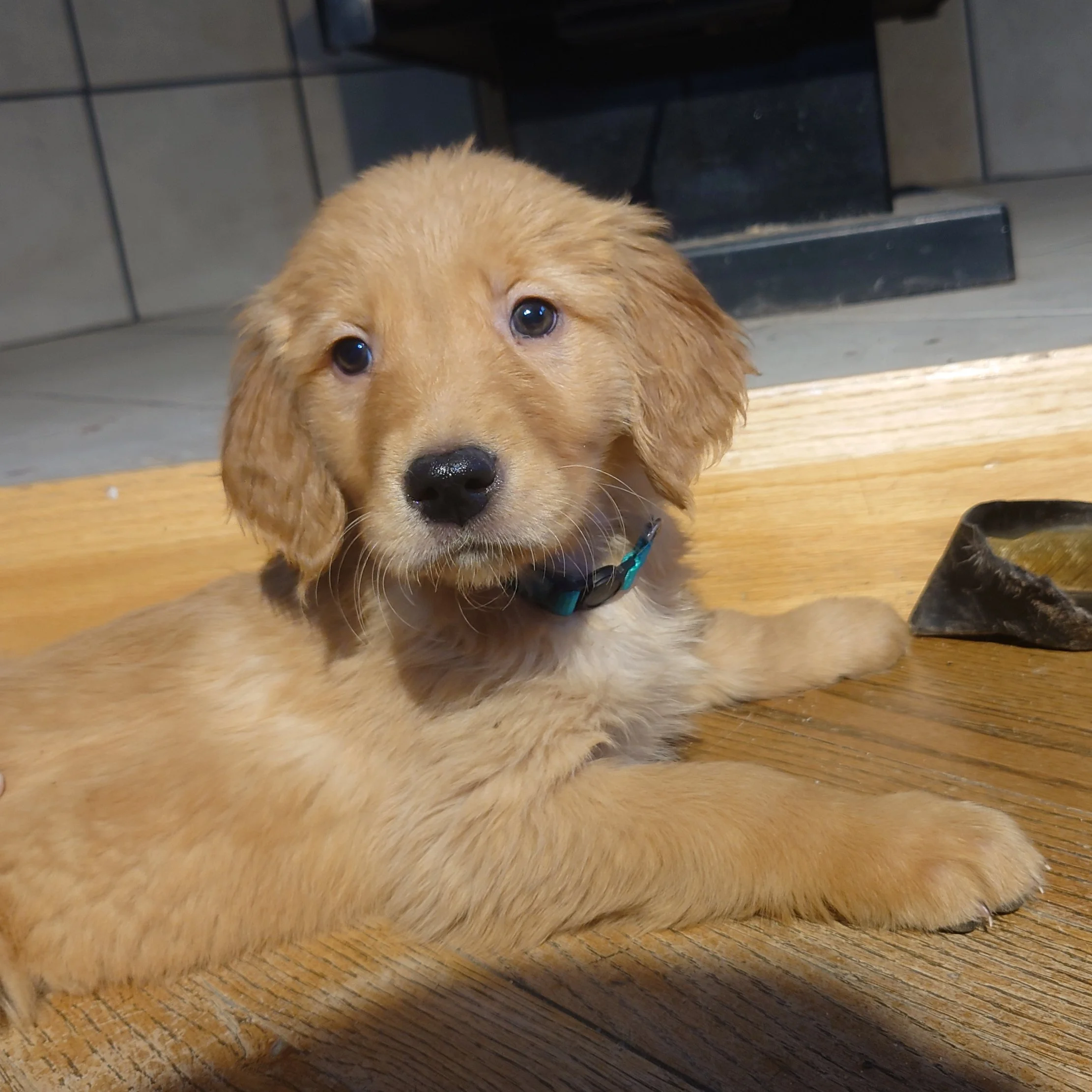 Everest the 7 week old Golden Retriever puppy lays on a wooden floor in front of a wood fireplace.