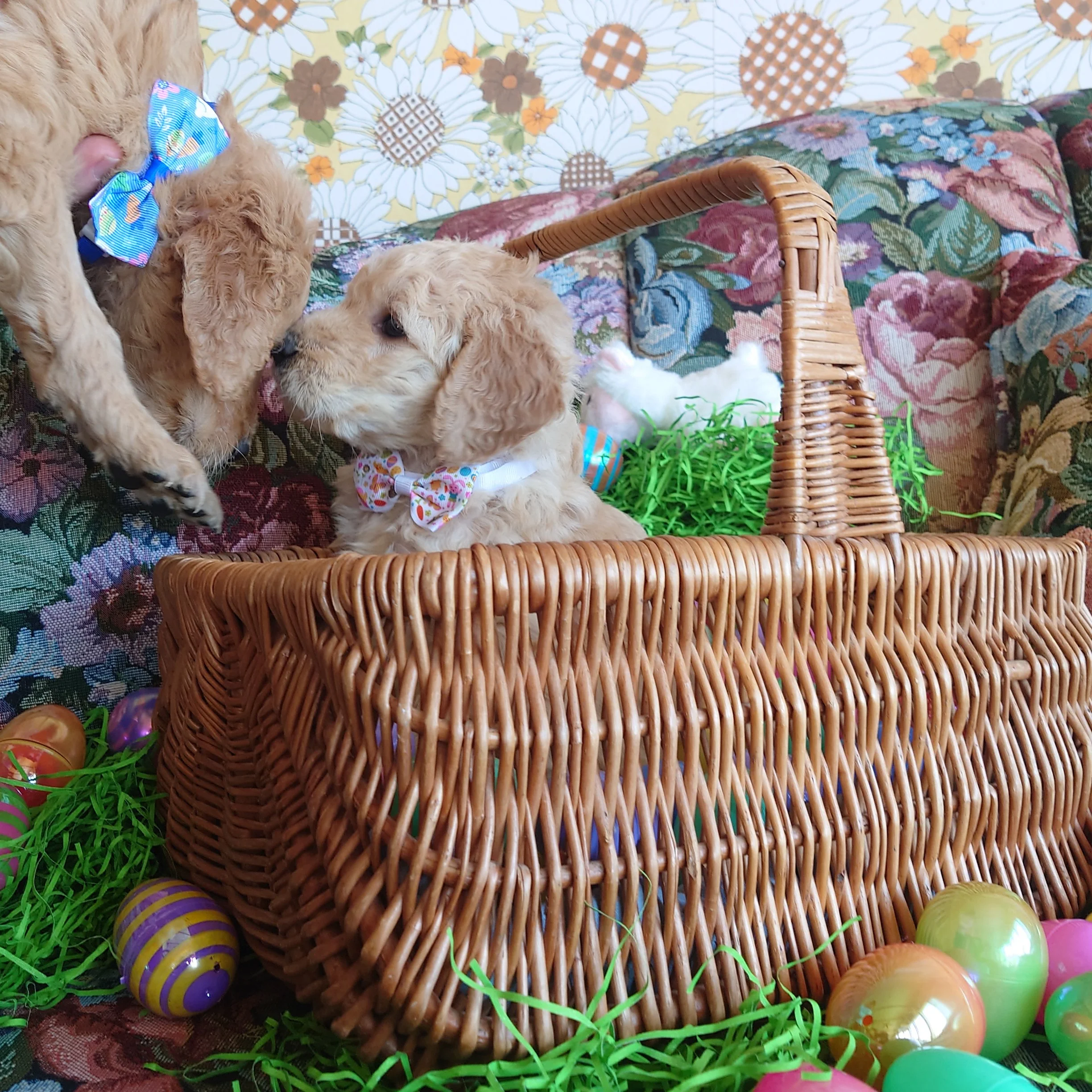 Lumas the 5 week old F1 Goldendoodle puppy kisses her brother Mario while in a basket surrounded by colorful Easter Eggs.