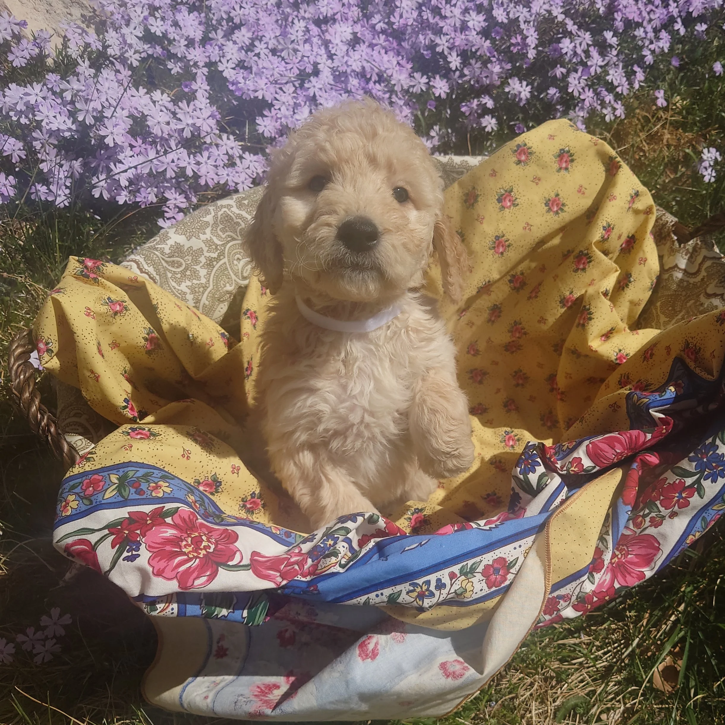 Lumas the 6 week old F1 Goldendoodle puppy stands at the edge of a basket surrounded by purple phlox flowers.