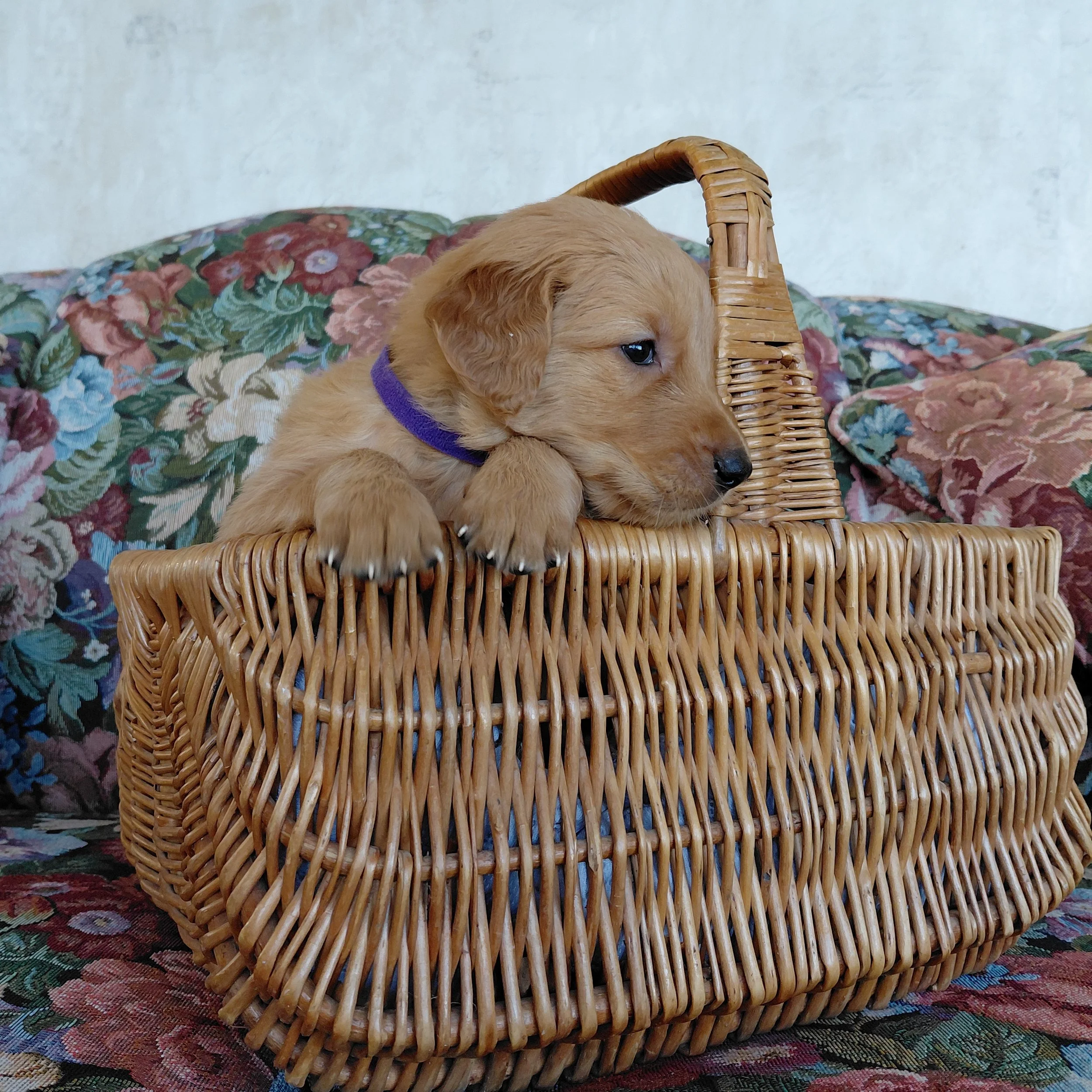 Toph, the 4 week old Golden Retriever puppy sits in a basket on a floral couch with a purple collar.