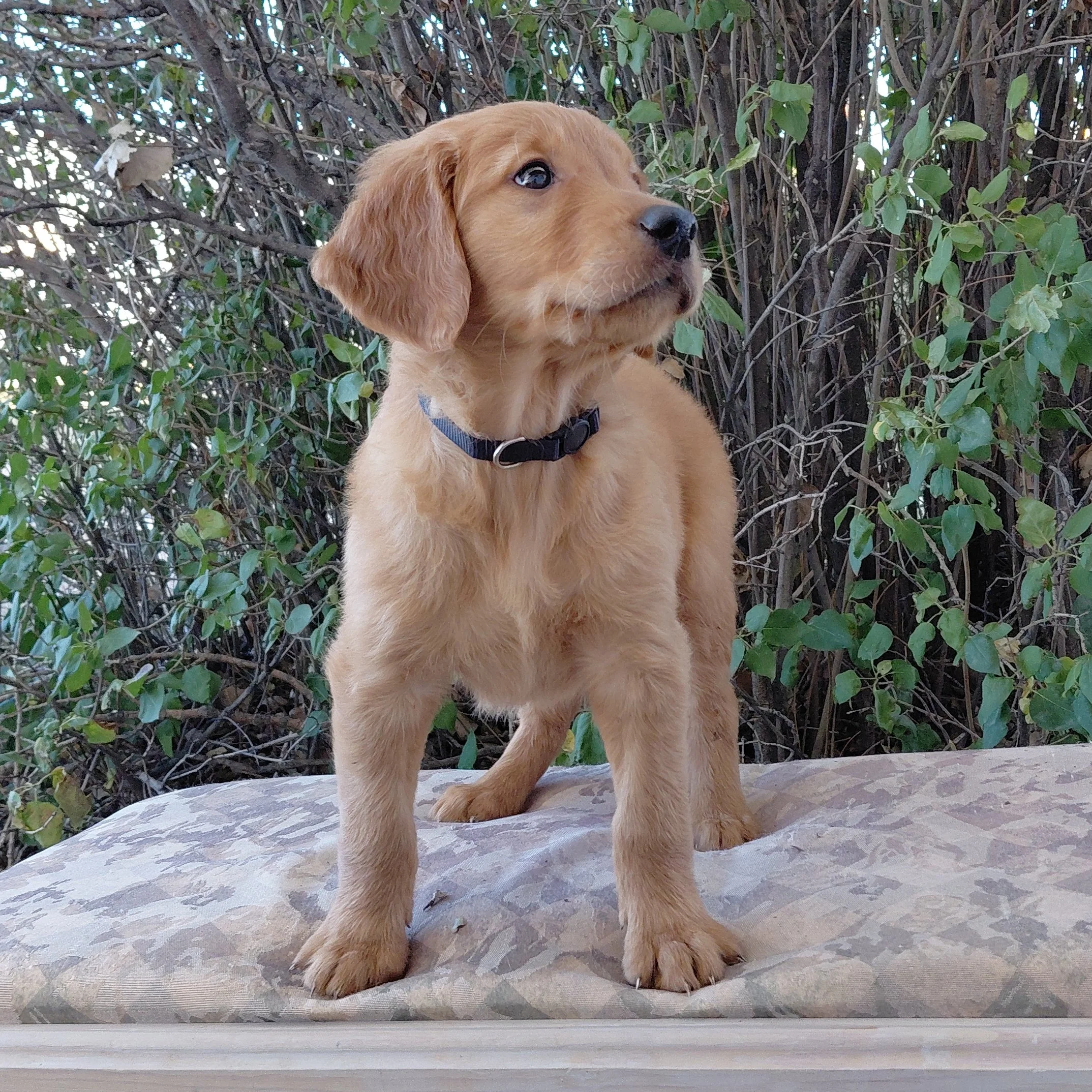 Zuko, the 7 week old Golden Retriever puppy is on a bench in front of a lilac bush.