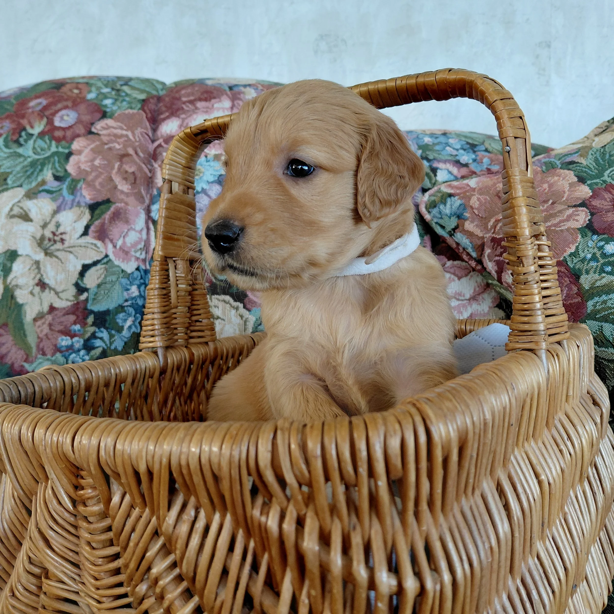 Suki, the 4 week old Golden Retriever puppy sits in a basket on a floral couch with a white collar.