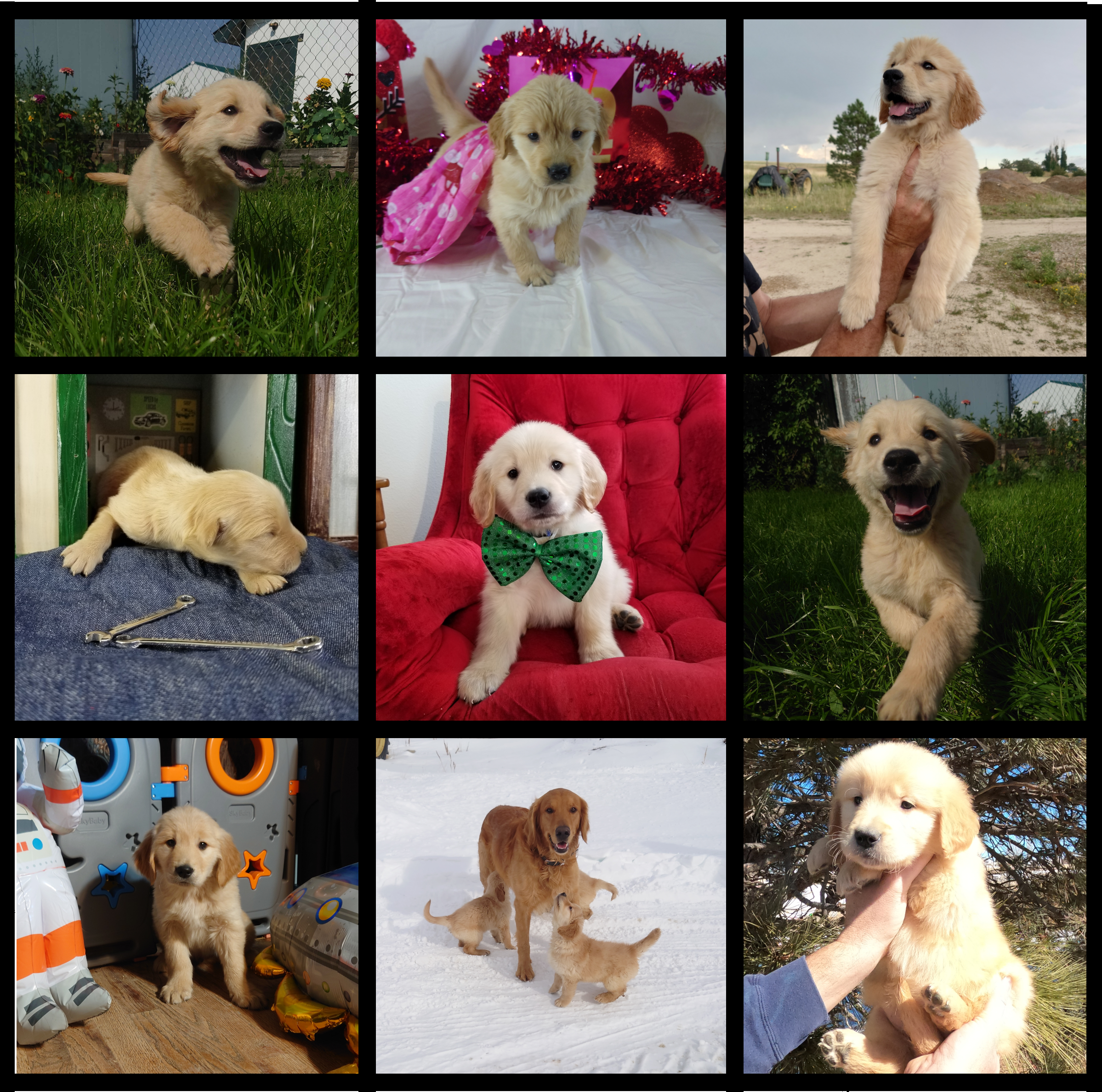 Collage of 9 Golden Retriever puppy pictures. Top left: Top Middle: Top right: Middle Left: Middle: Middle Right: Bottom Left: Bottom Middle: Bottom Right: