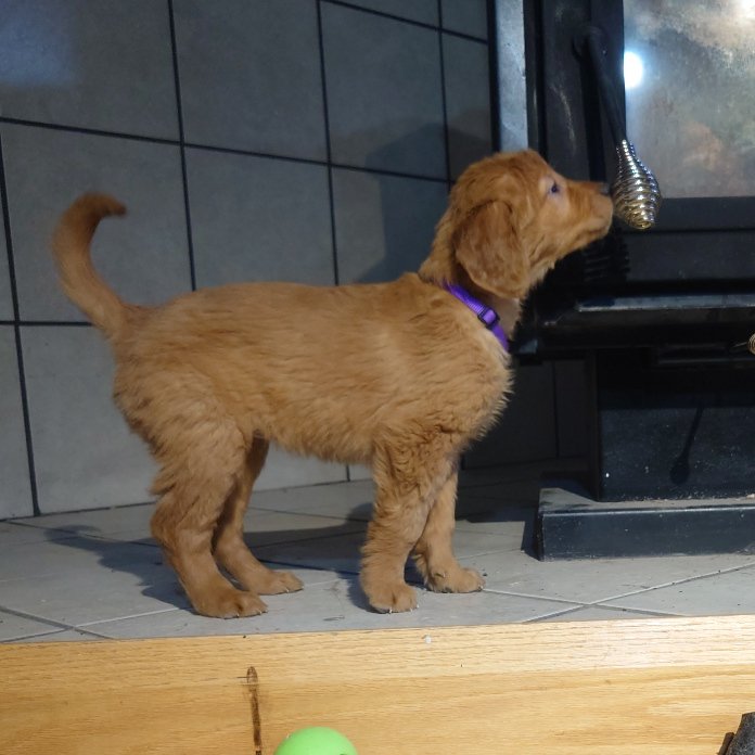 Roxi the 7 week old Golden Retriever puppy sniffs a fireplace.