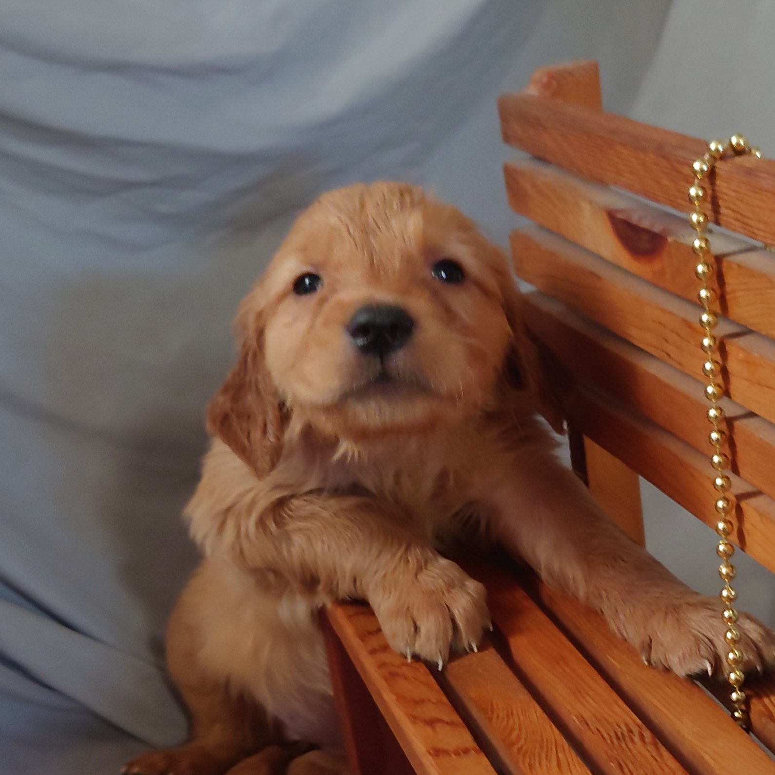 Sweetie the 5 week old Golden Retriever stretches for love on a mini wooden bench.