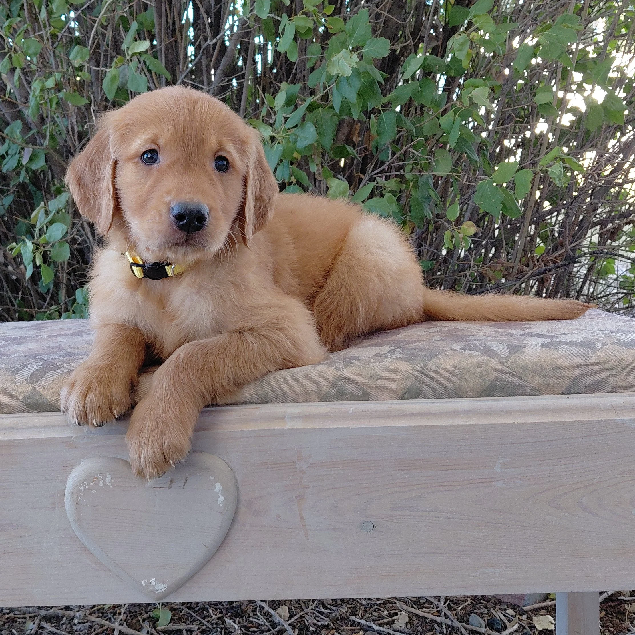 King Bumi, the 7 week old Golden Retriever puppy is on a bench in front of a lilac bush.