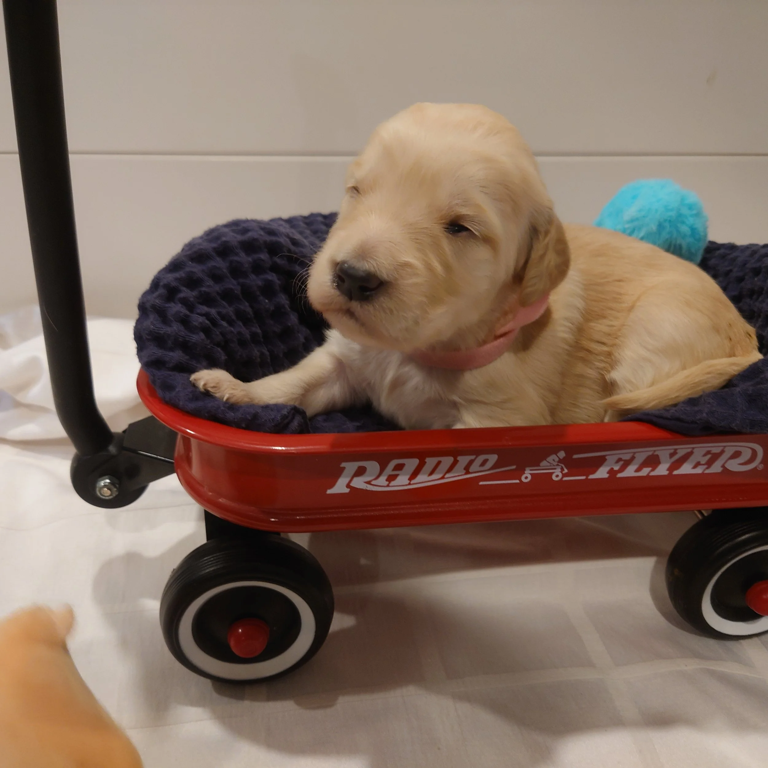 Peach the 12 day old F1 Goldendoodle puppy lays in a small radio flyer wagon.