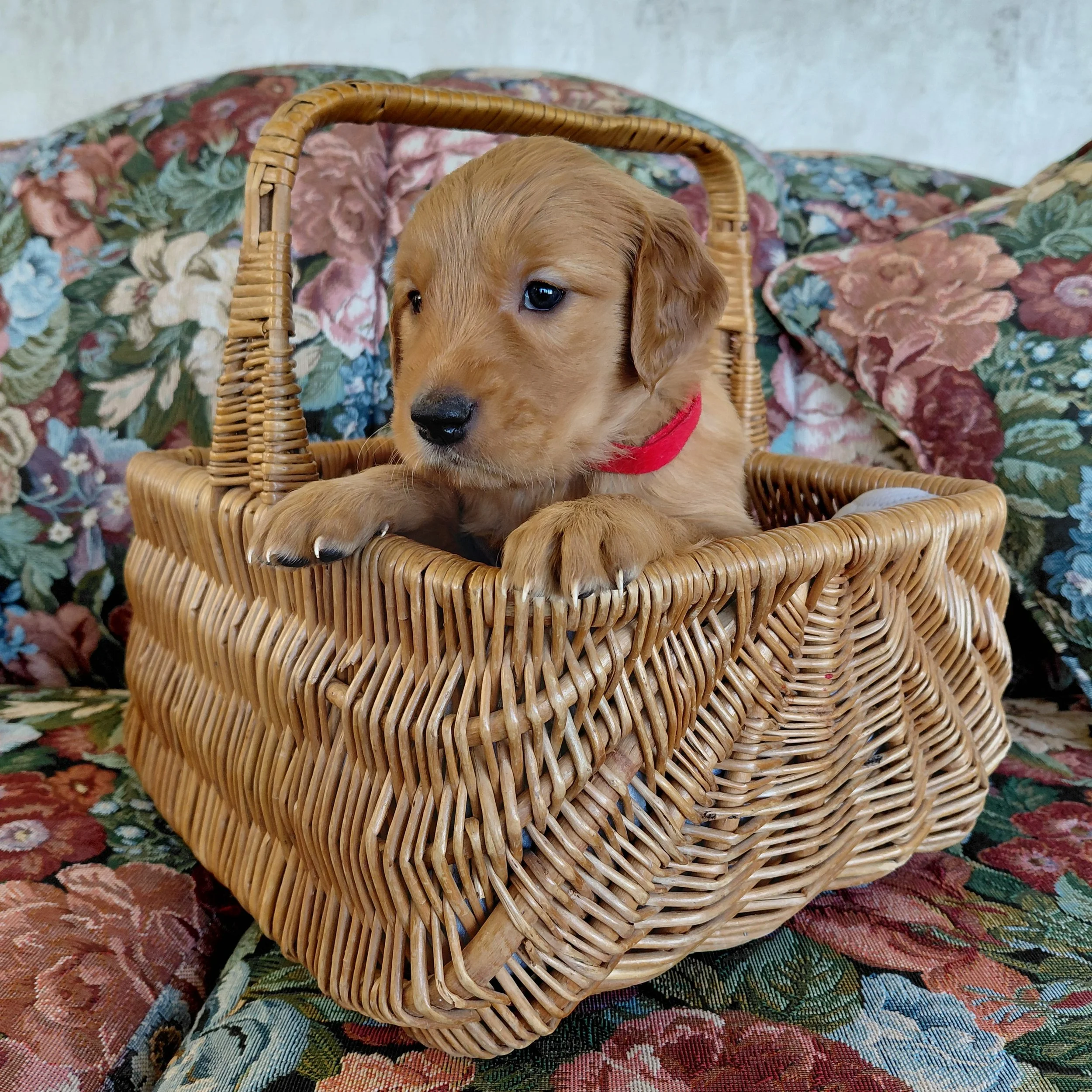 Katara, the 4 week old Golden Retriever puppy sits in a basket on a floral couch with a red collar.