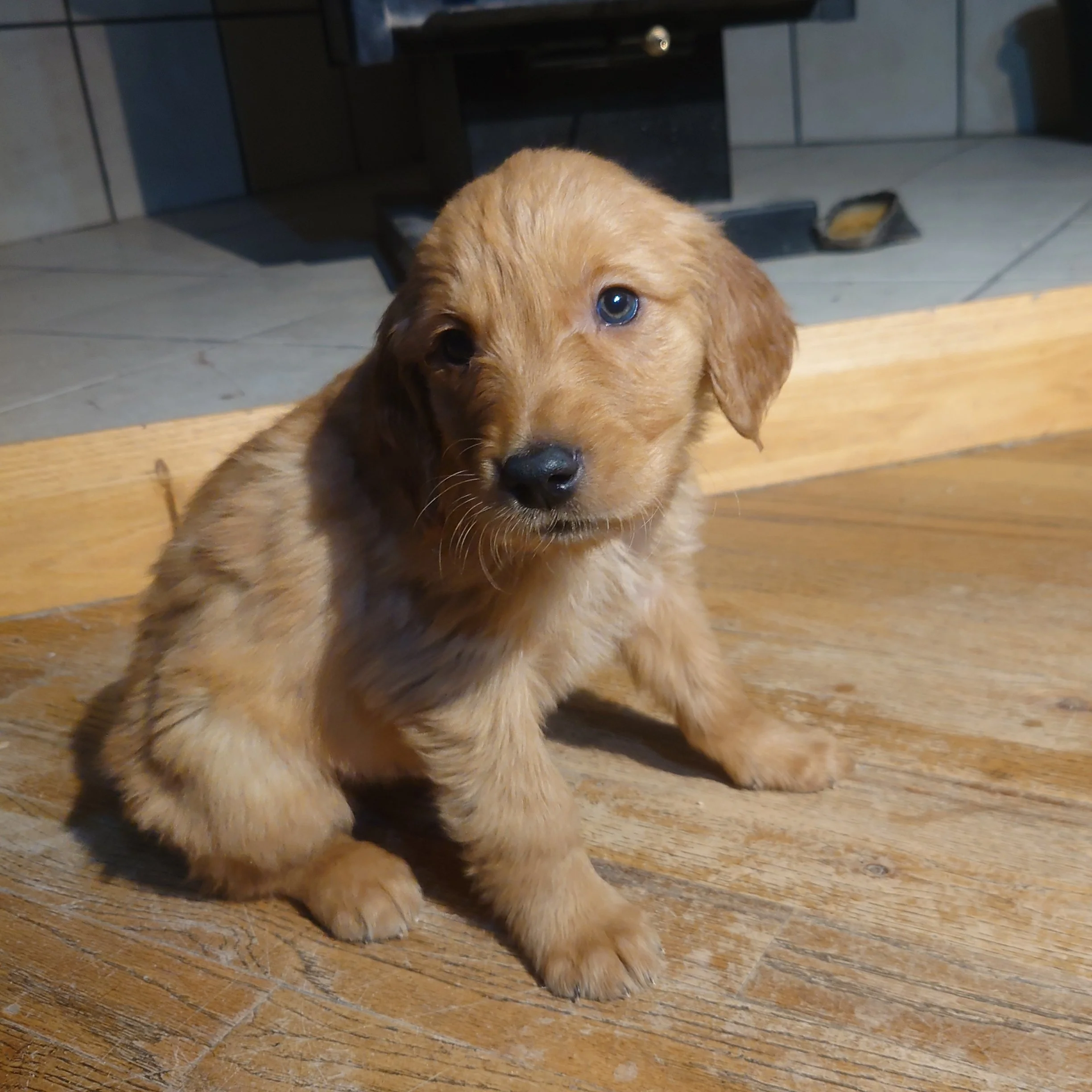 Zuma the 7 week old Golden Retriever puppy sits on a wooden floor in front of a wood fireplace.