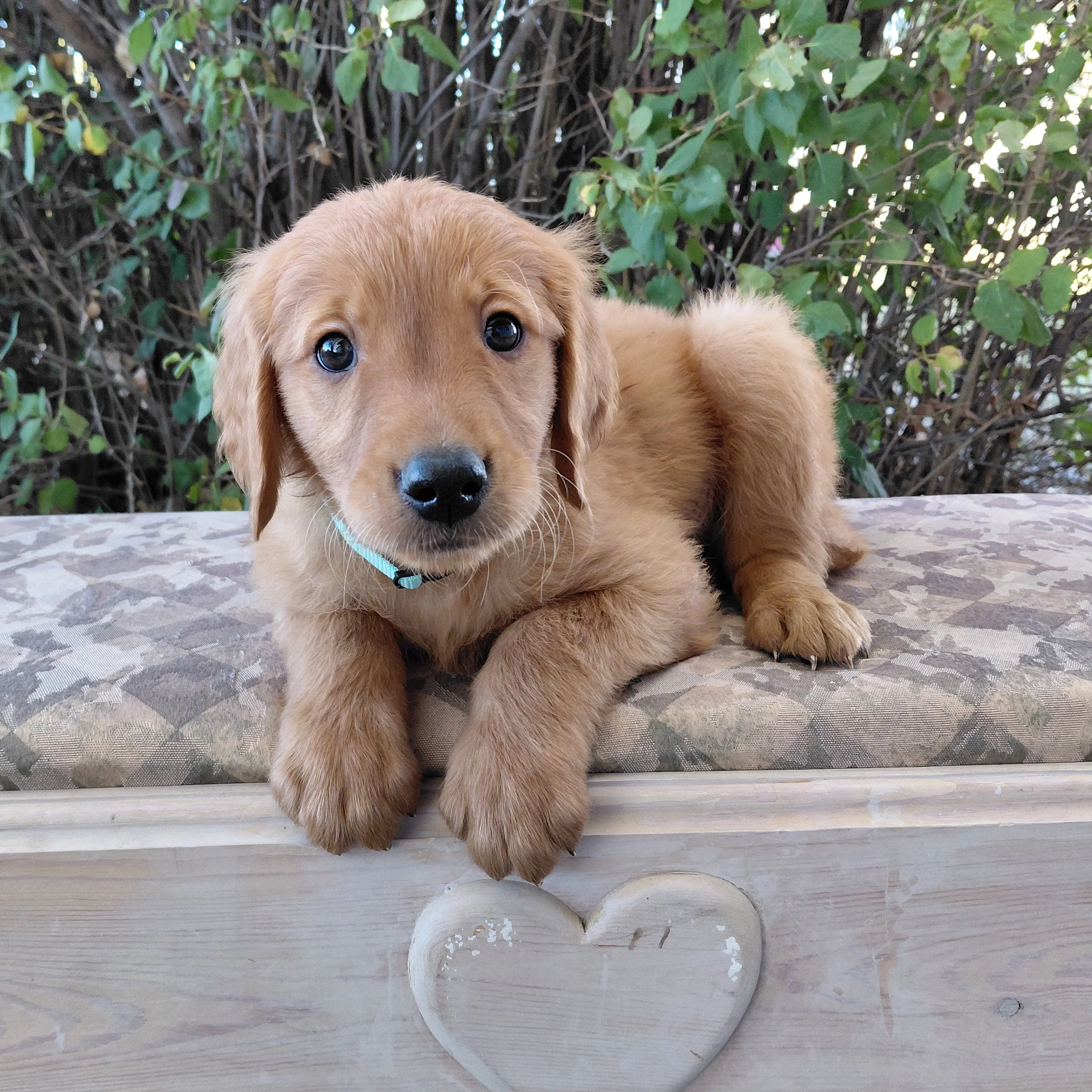 Aang, the 7 week old Golden Retriever puppy is on a bench in front of a lilac bush.