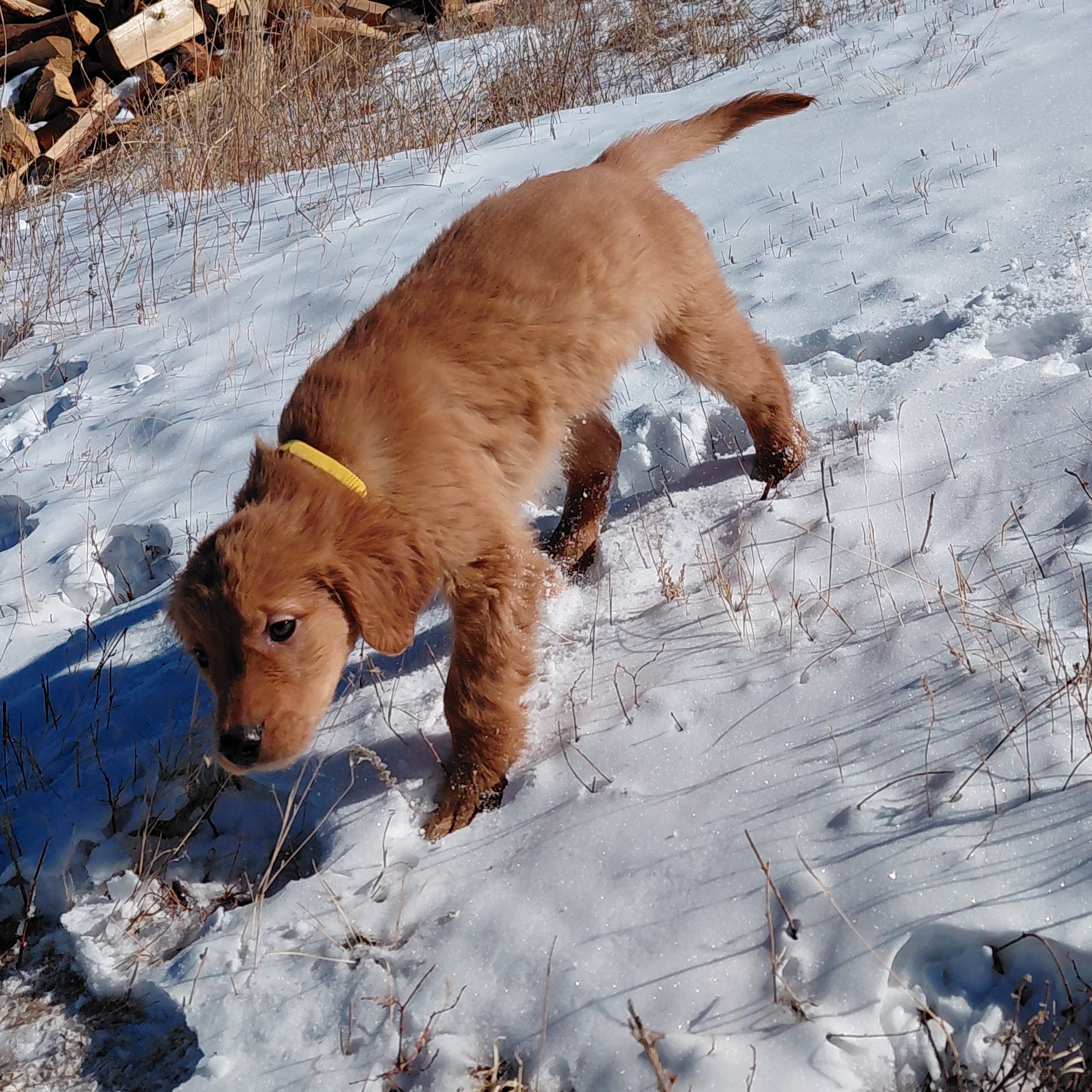 Rubble the 9 week old Golden Retriever puppy plays in the fresh snow.
