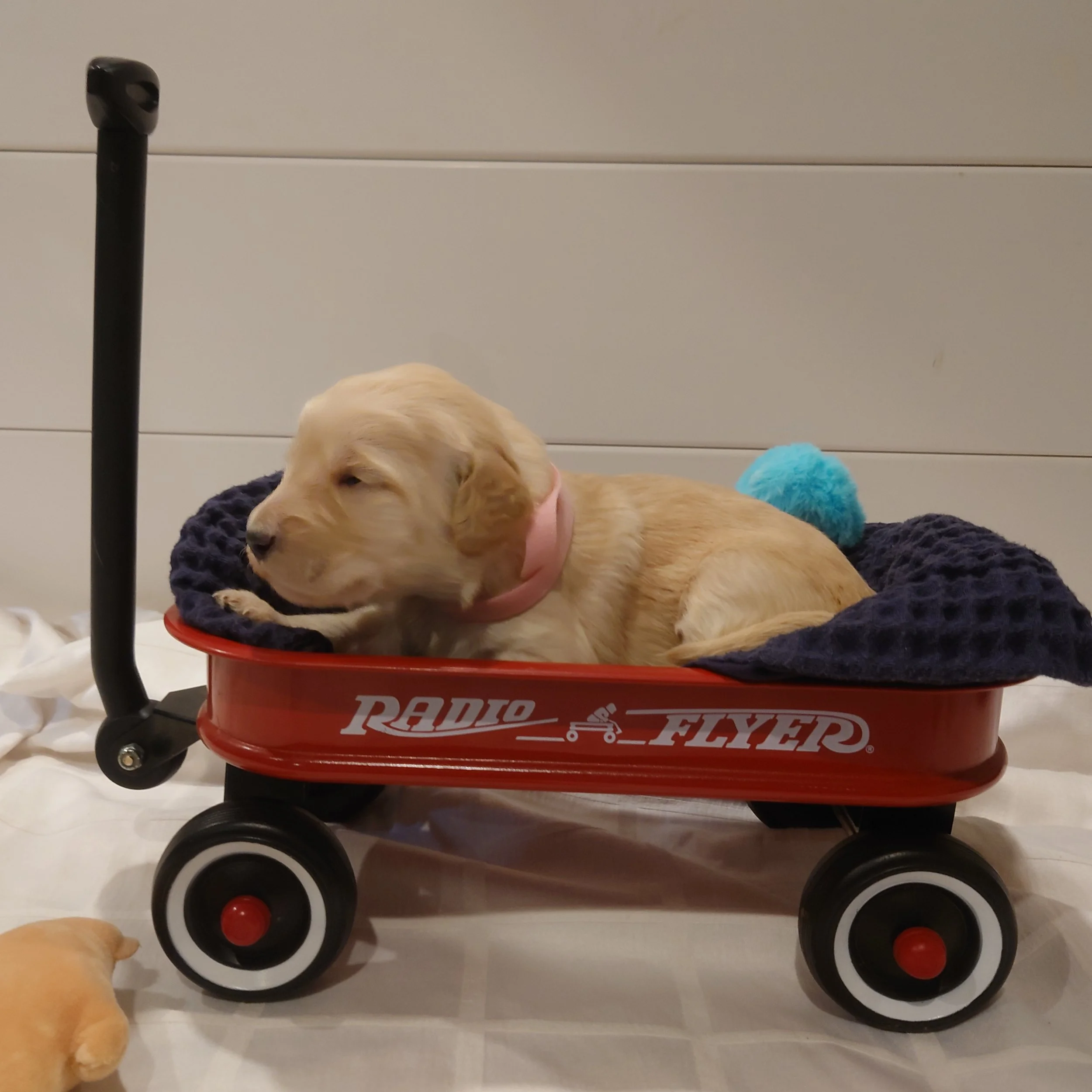 Peach the 12 day old F1 Goldendoodle puppy lays in a small radio flyer wagon.