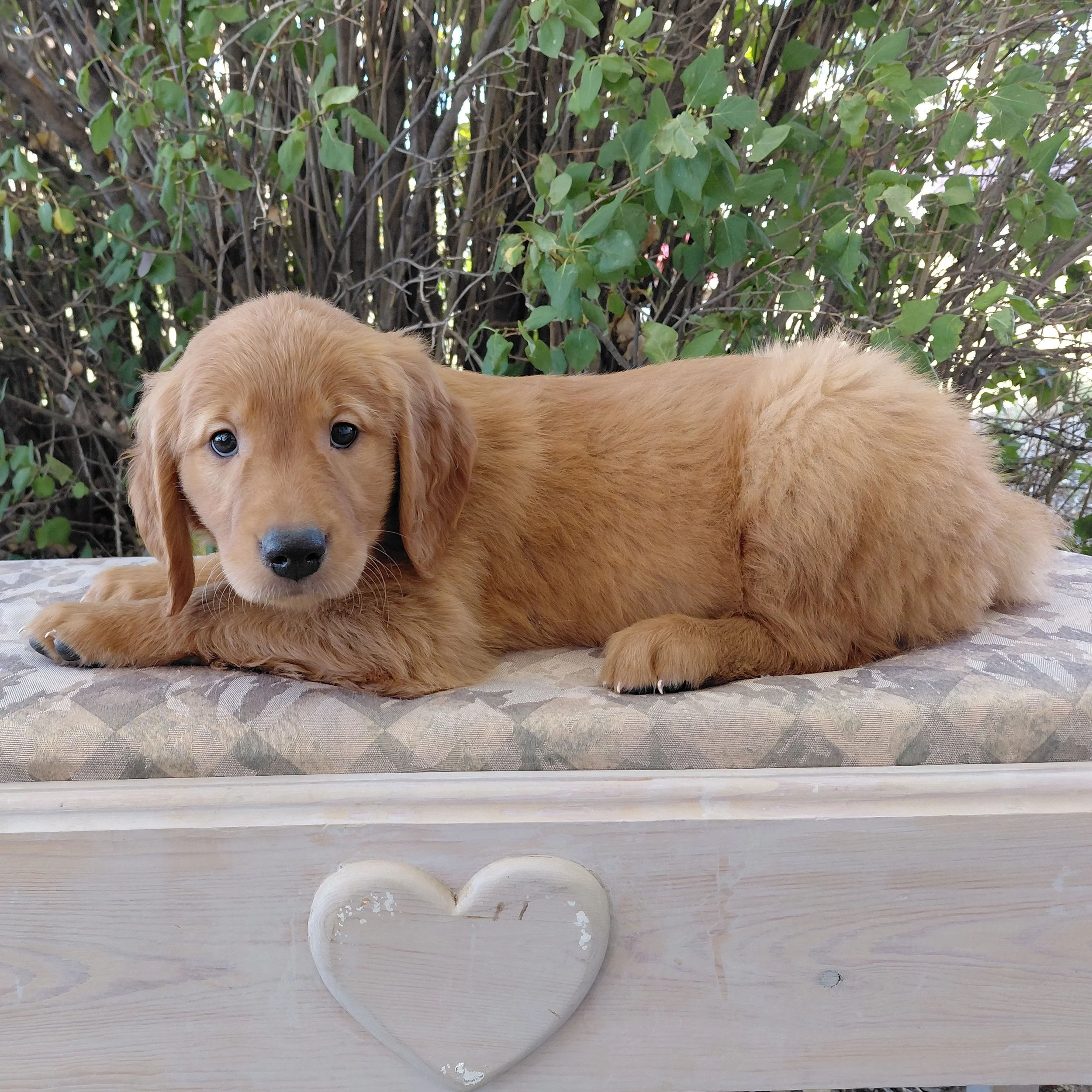 Katara, the 7 week old Golden Retriever puppy is on a bench in front of a lilac bush.
