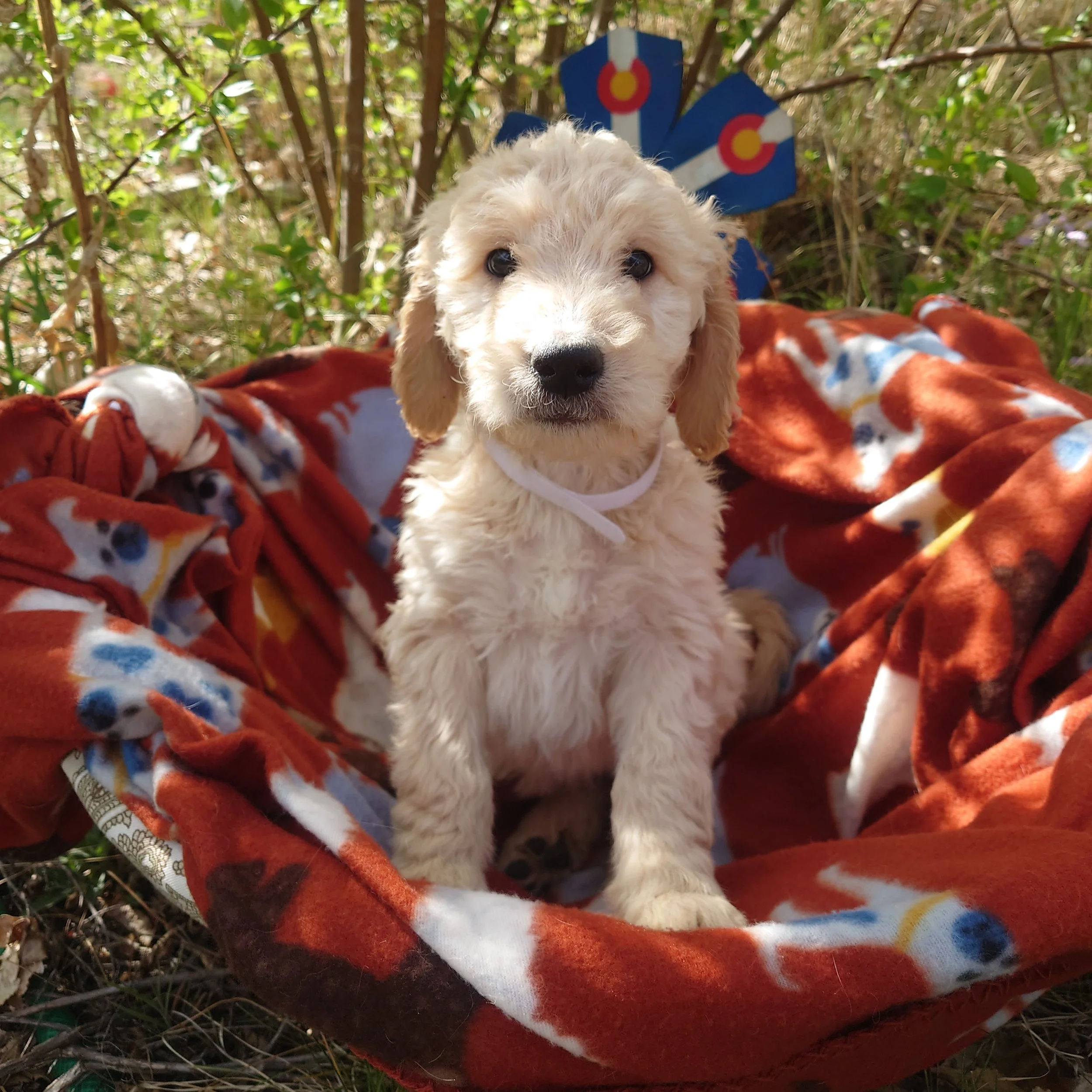 7 week old Lumas the F1 Goldendoodle puppy sits in a basket with a fleece blanket. Behind her a painted Colorado flags on a flower shape.