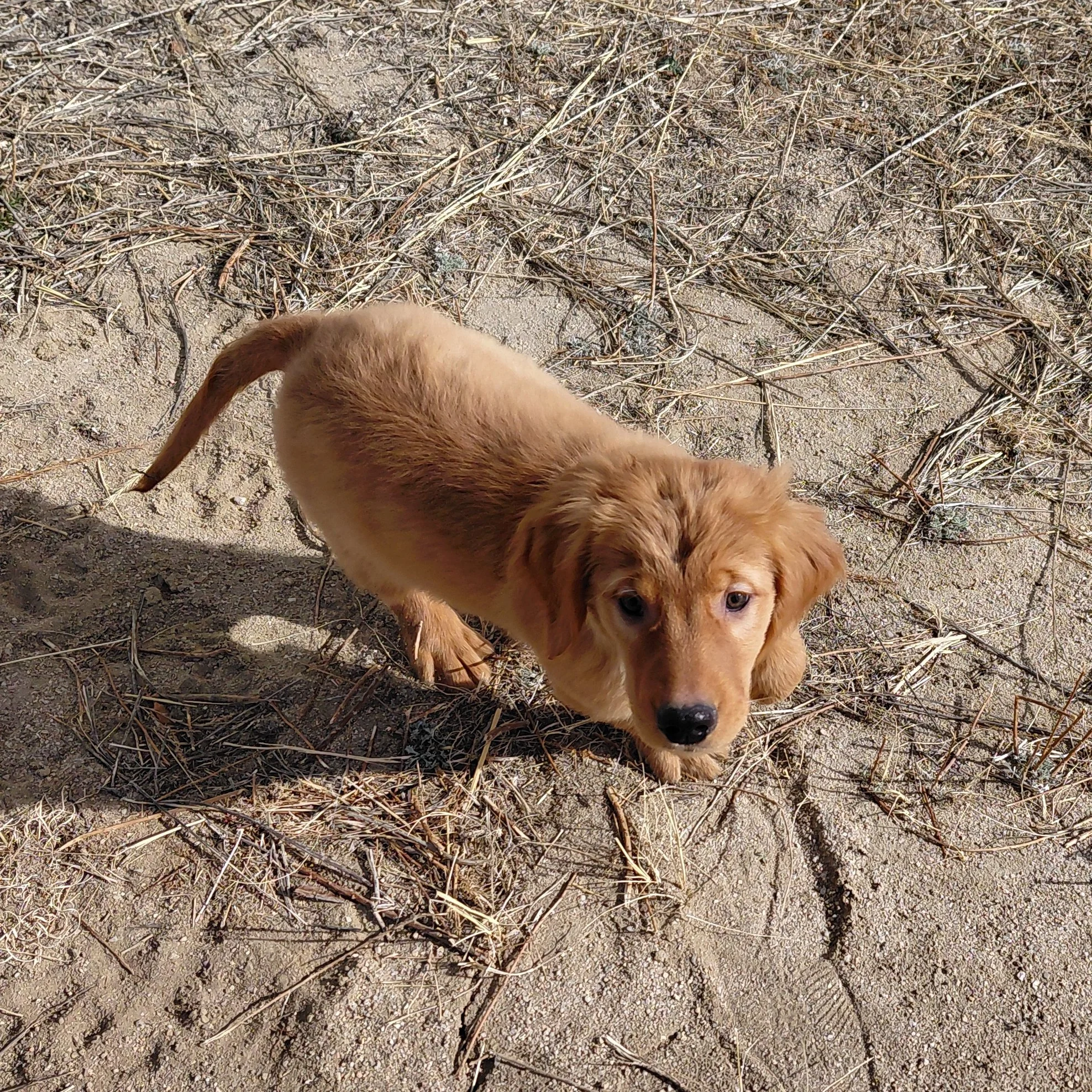 Rubble the 11 week old Golden Retriever puppy stops for a moment to look at the camera outside.