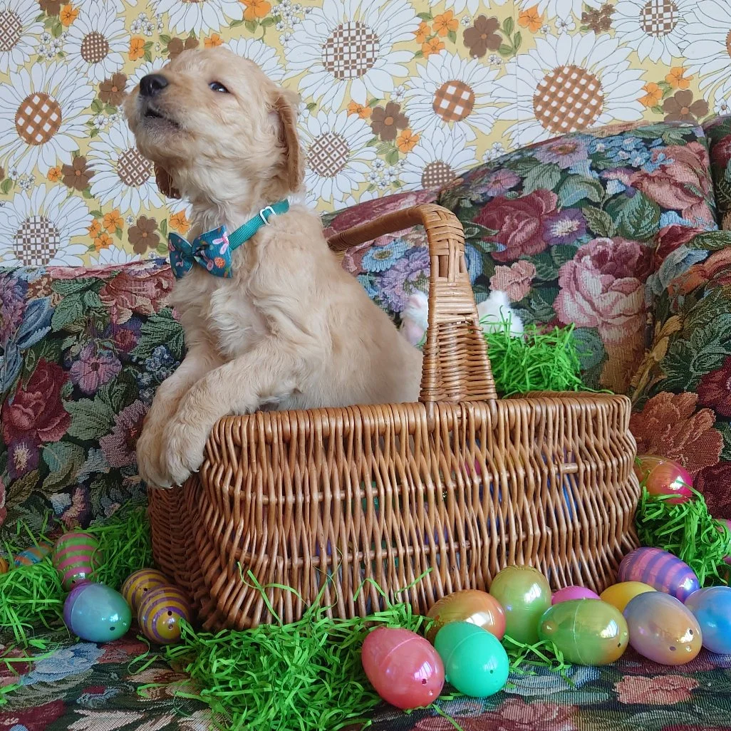 Bowser the 5 week old F1 Goldendoodle puppy howls from a basket surrounded by colorful Easter Eggs.