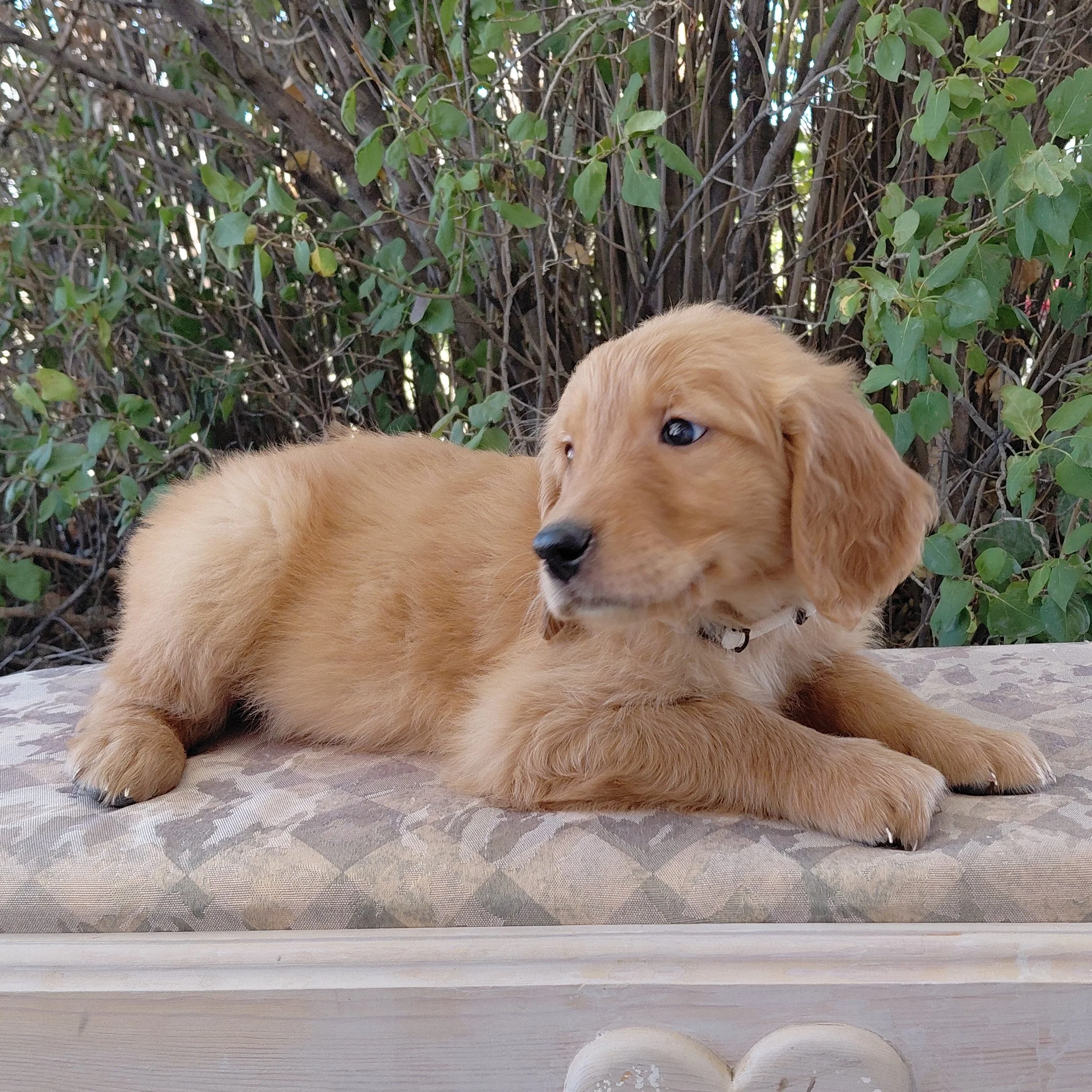 Suki, the 7 week old Golden Retriever puppy is on a bench in front of a lilac bush.