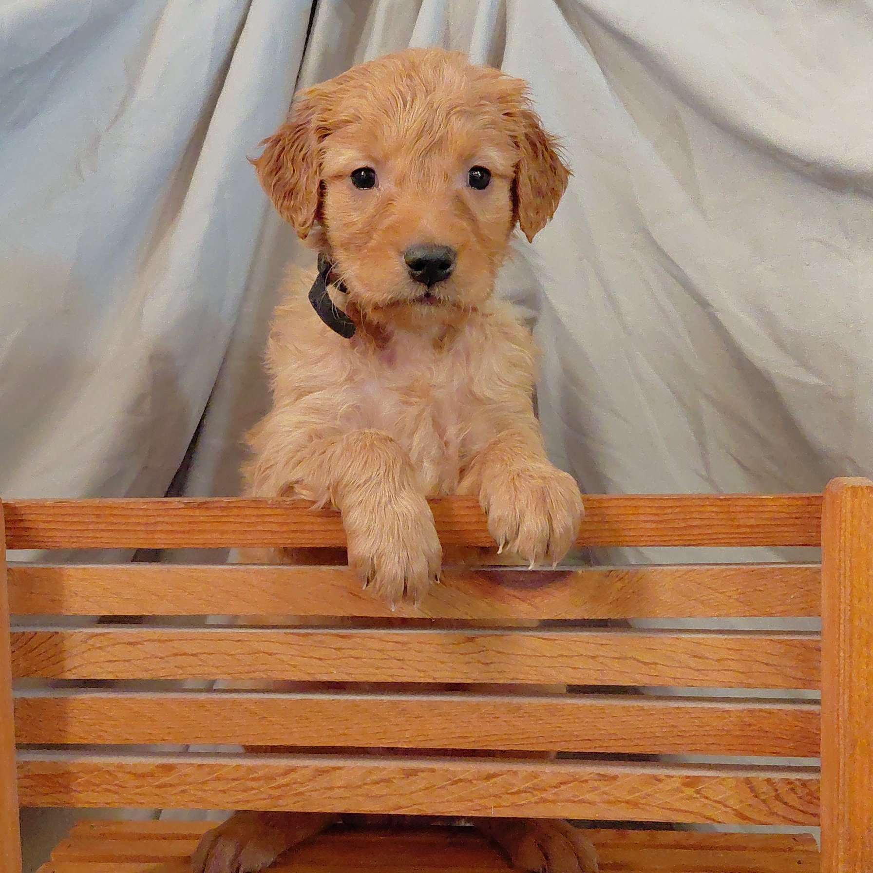 Tracker the 5 week old Golden Retriever puppy poses on a wooden bench.