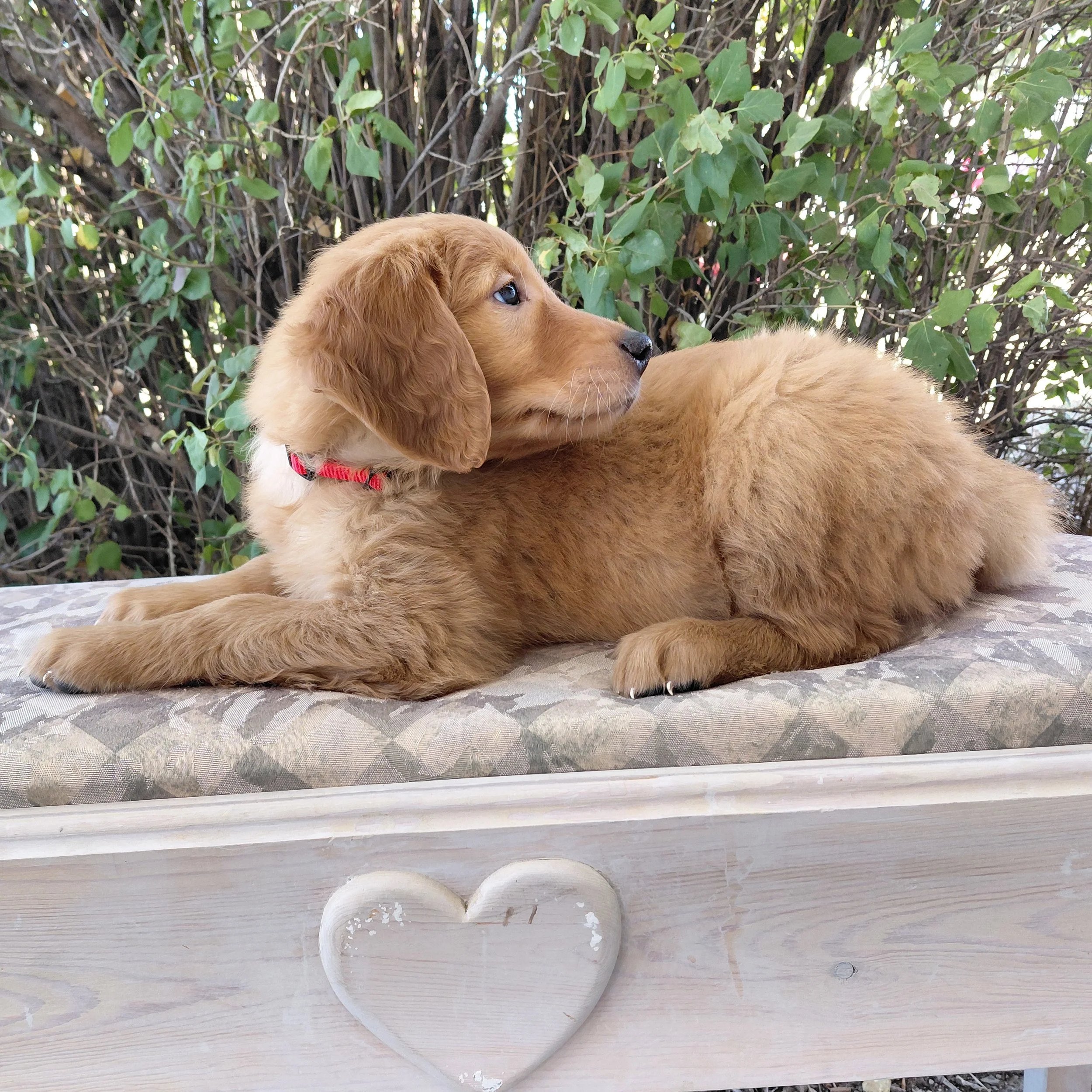 Katara, the 7 week old Golden Retriever puppy is on a bench in front of a lilac bush.