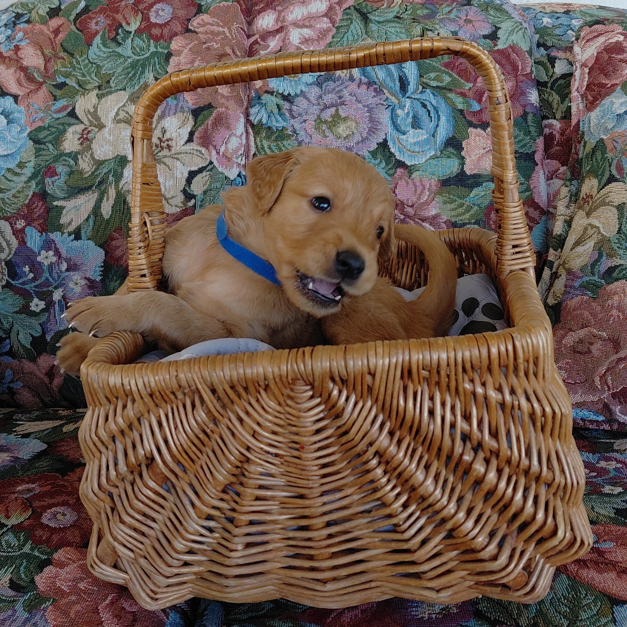 Appa, the 4 week old Golden Retriever puppy plays in a basket on a floral couch with a blue collar.