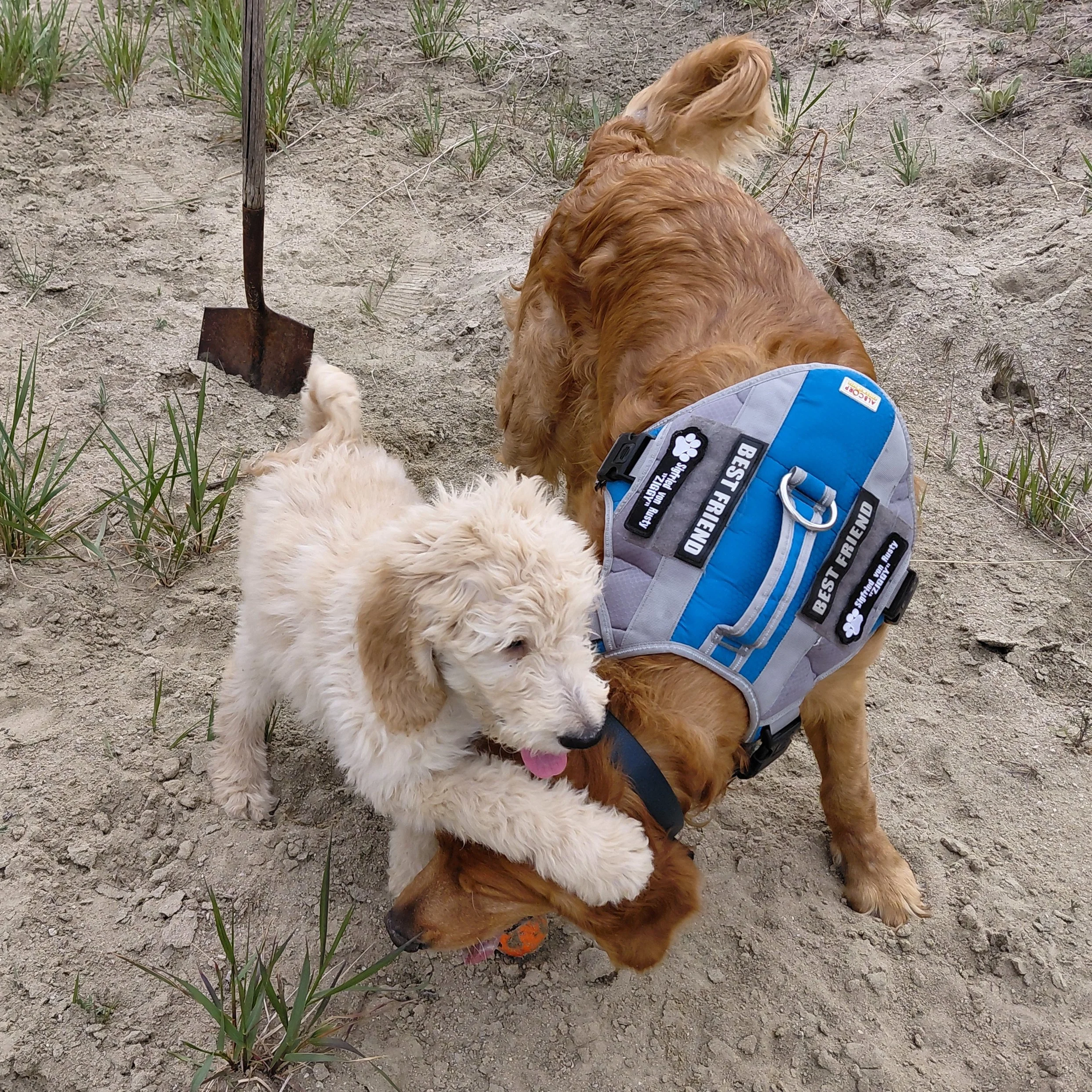 Yoshi the 12 week old F1 Goldendoodle puppy plays with his Golden Retriever dad, Ziggy, in the sand.
