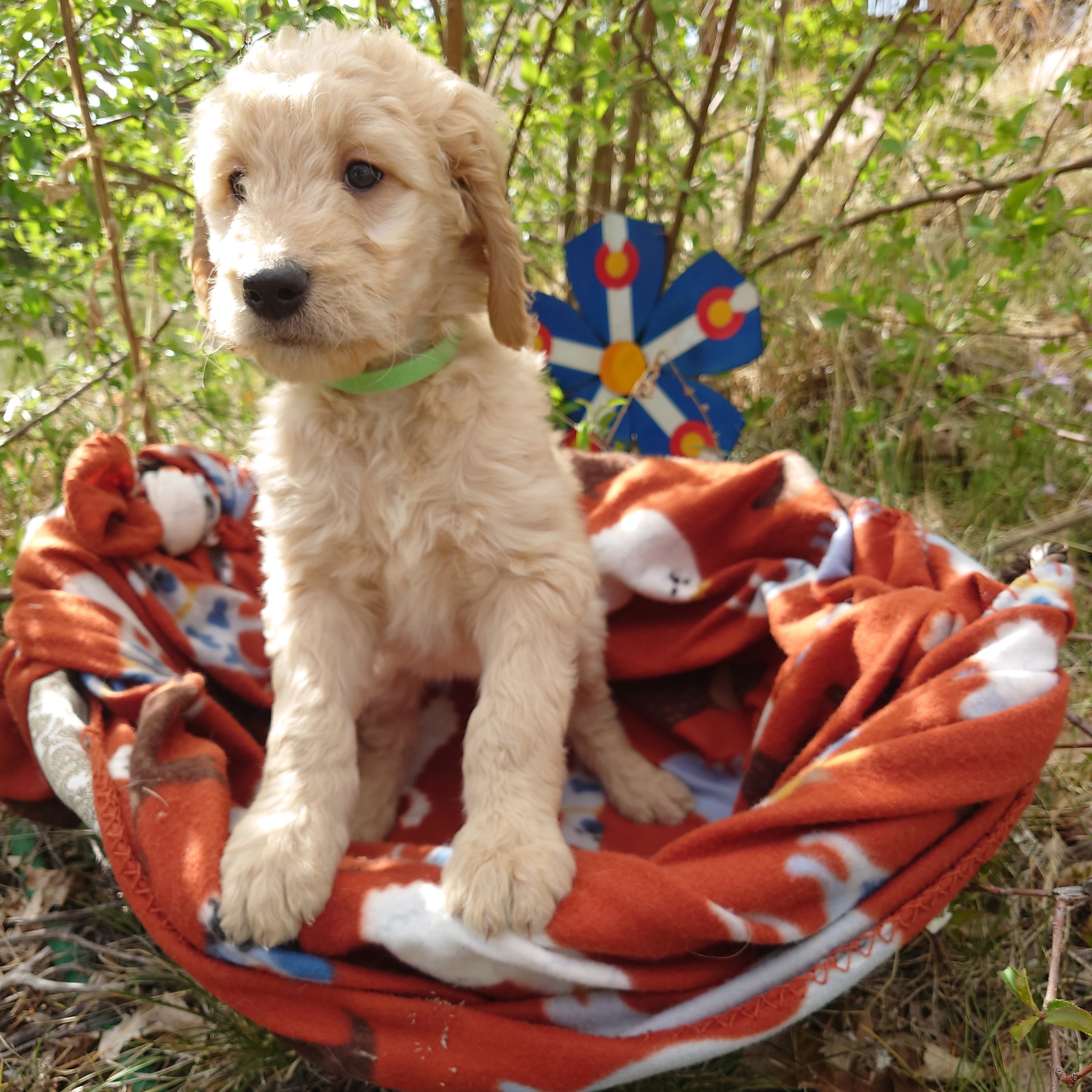7 week old Bowser the F1 Goldendoodle puppy stands paws on the edge of a basket with a fleece blanket. Behind him a painted Colorado flags on a flower shape.