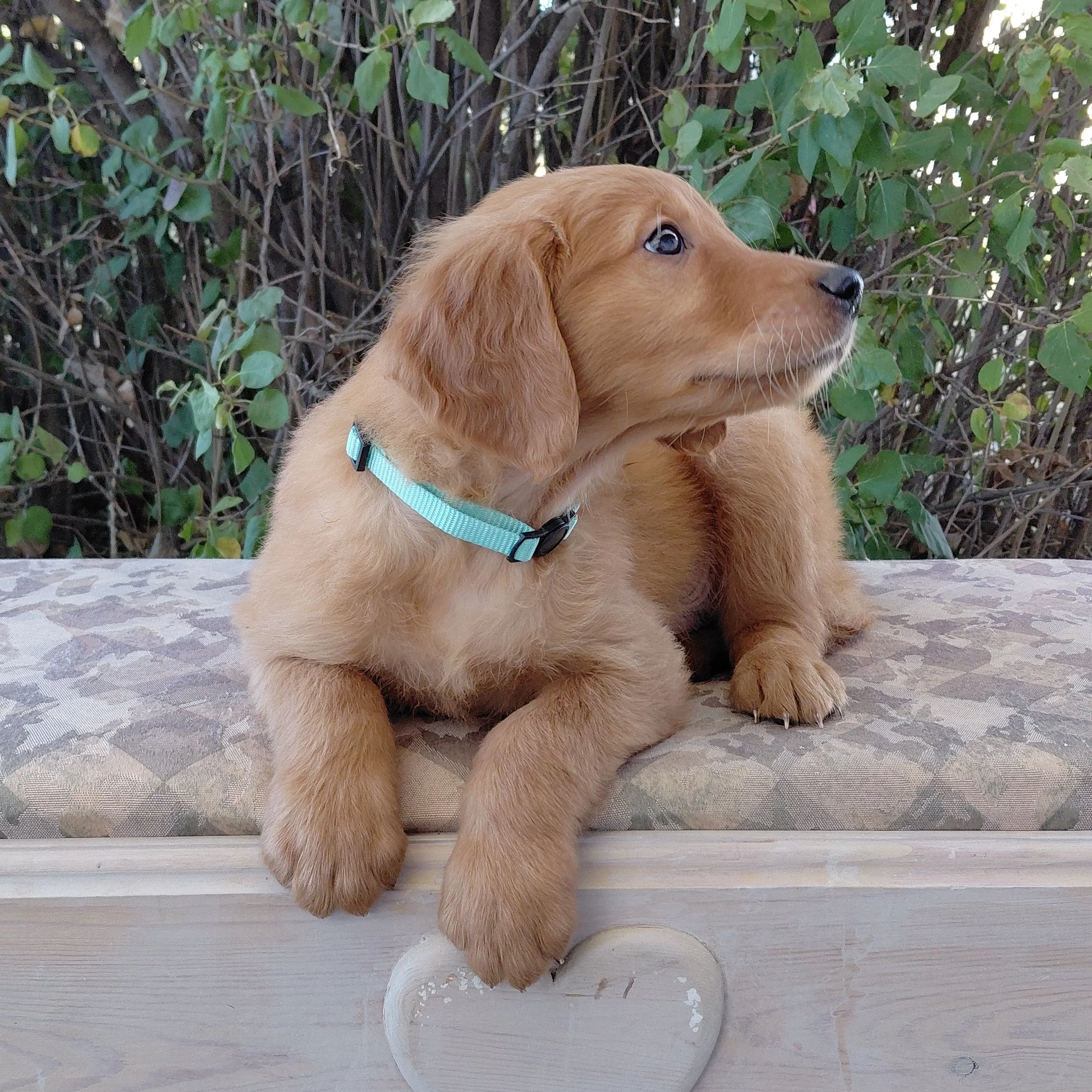 Aang, the 7 week old Golden Retriever puppy is on a bench in front of a lilac bush.